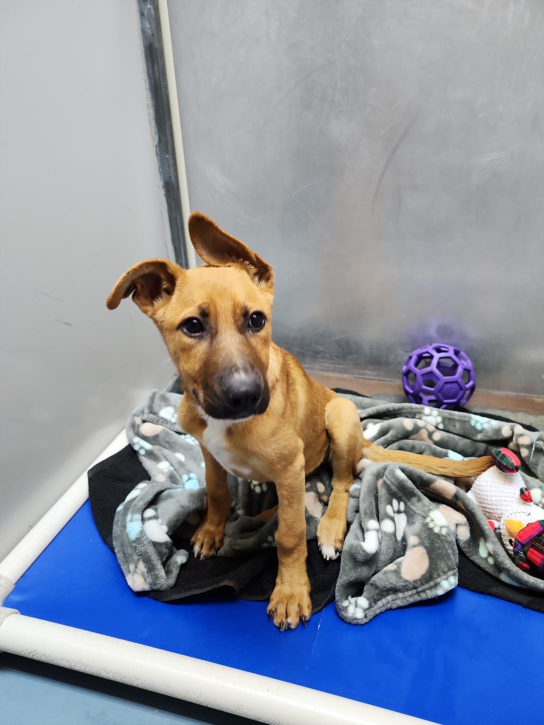 SKYE, Adoptable, Young Female Labrador Retriever & Mixed Breed.