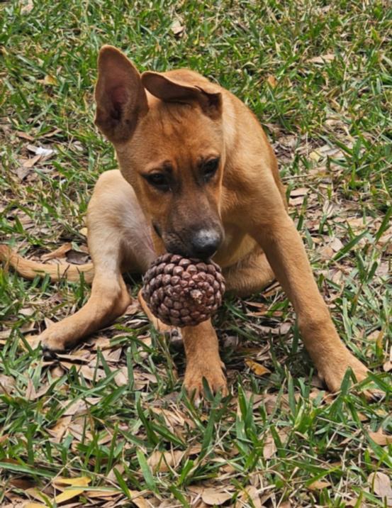 VELMA, Adoptable, Young Female Labrador Retriever & Mixed Breed.