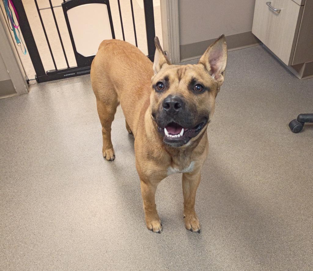 Eddie, Adoptable, Young Male Pit Bull Terrier & Boxer.