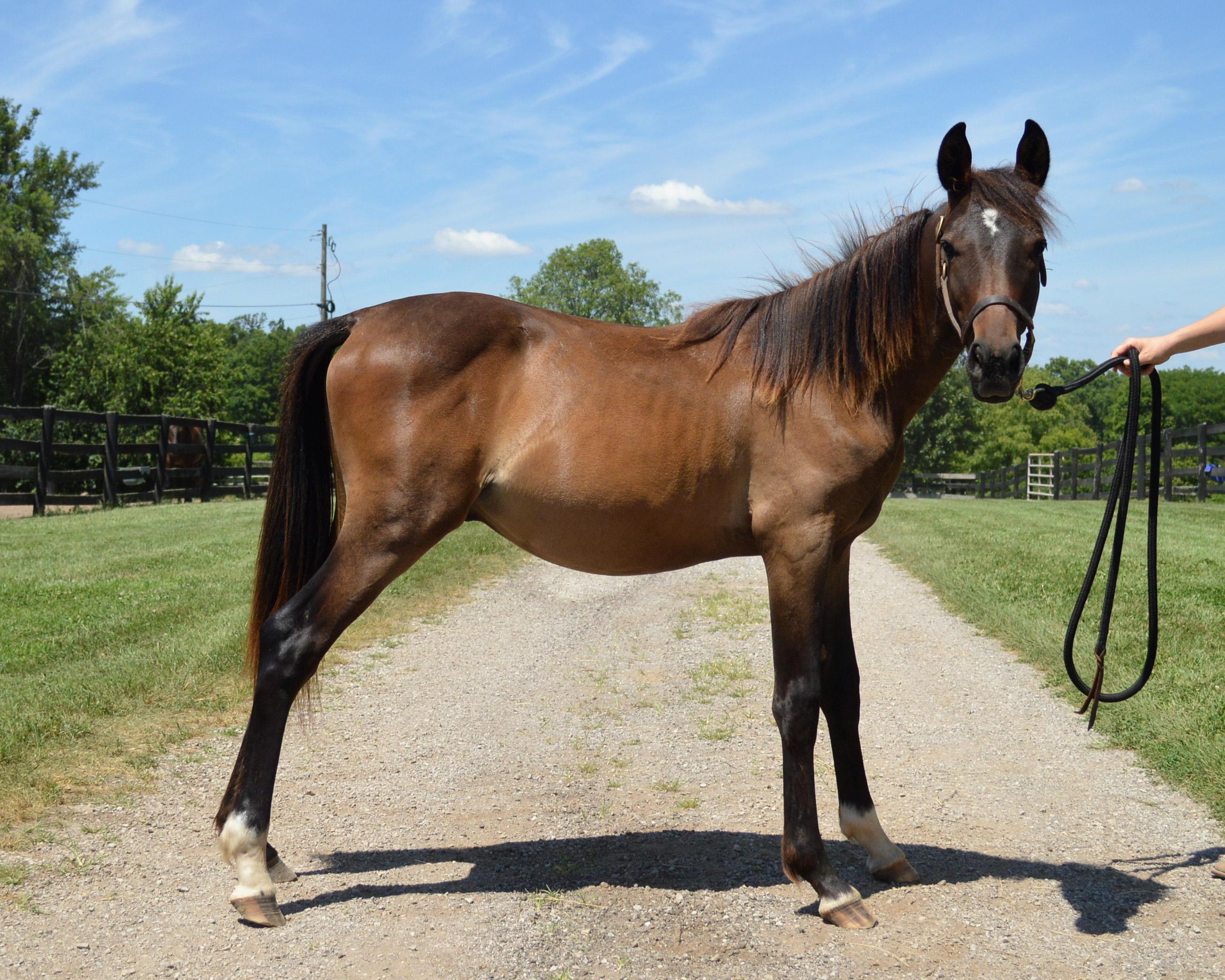 Crockett, a Adopted Grade in Nicholasville, KY image 2/6