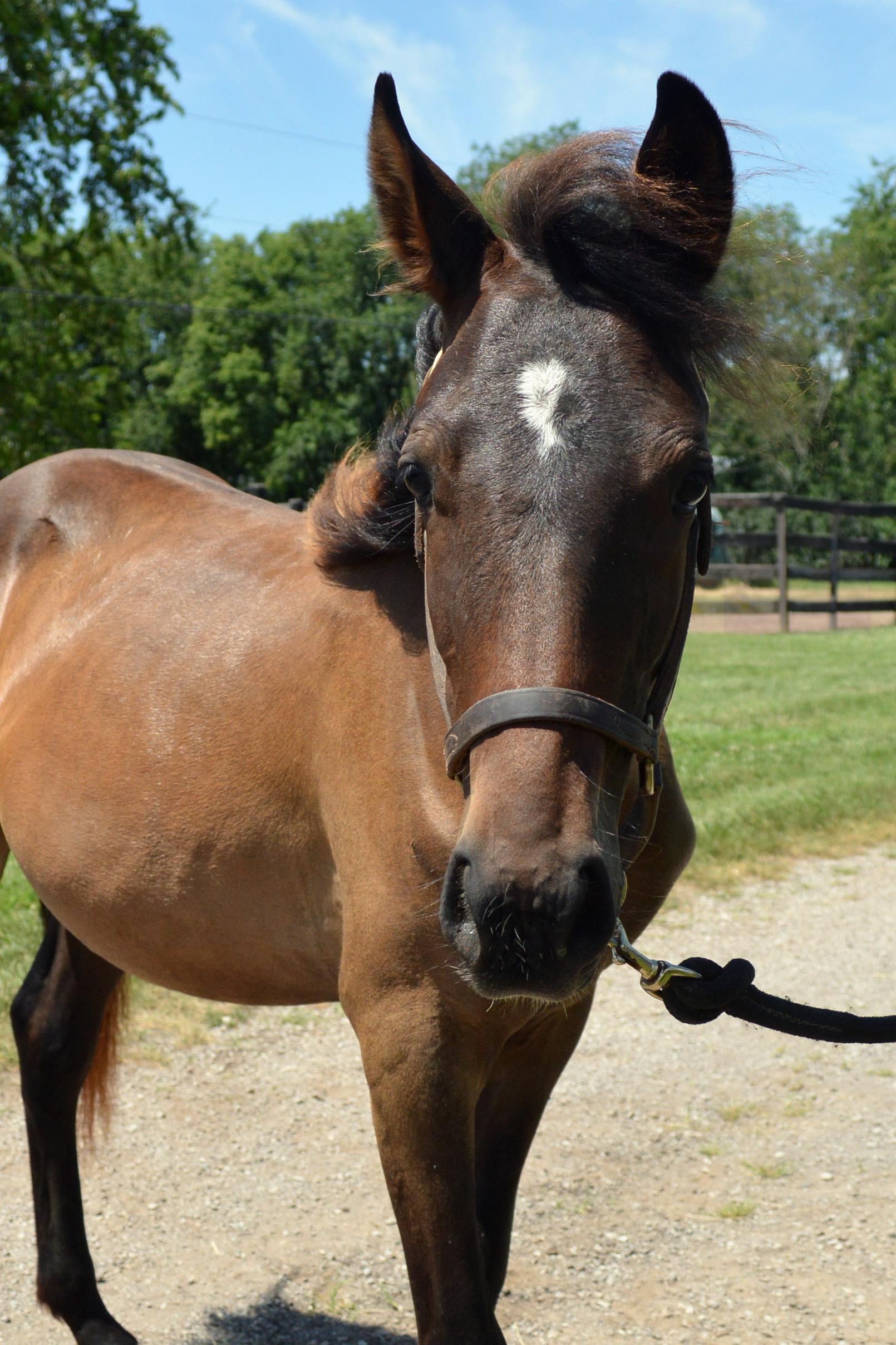 Crockett, a Adopted Grade in Nicholasville, KY image 3/6