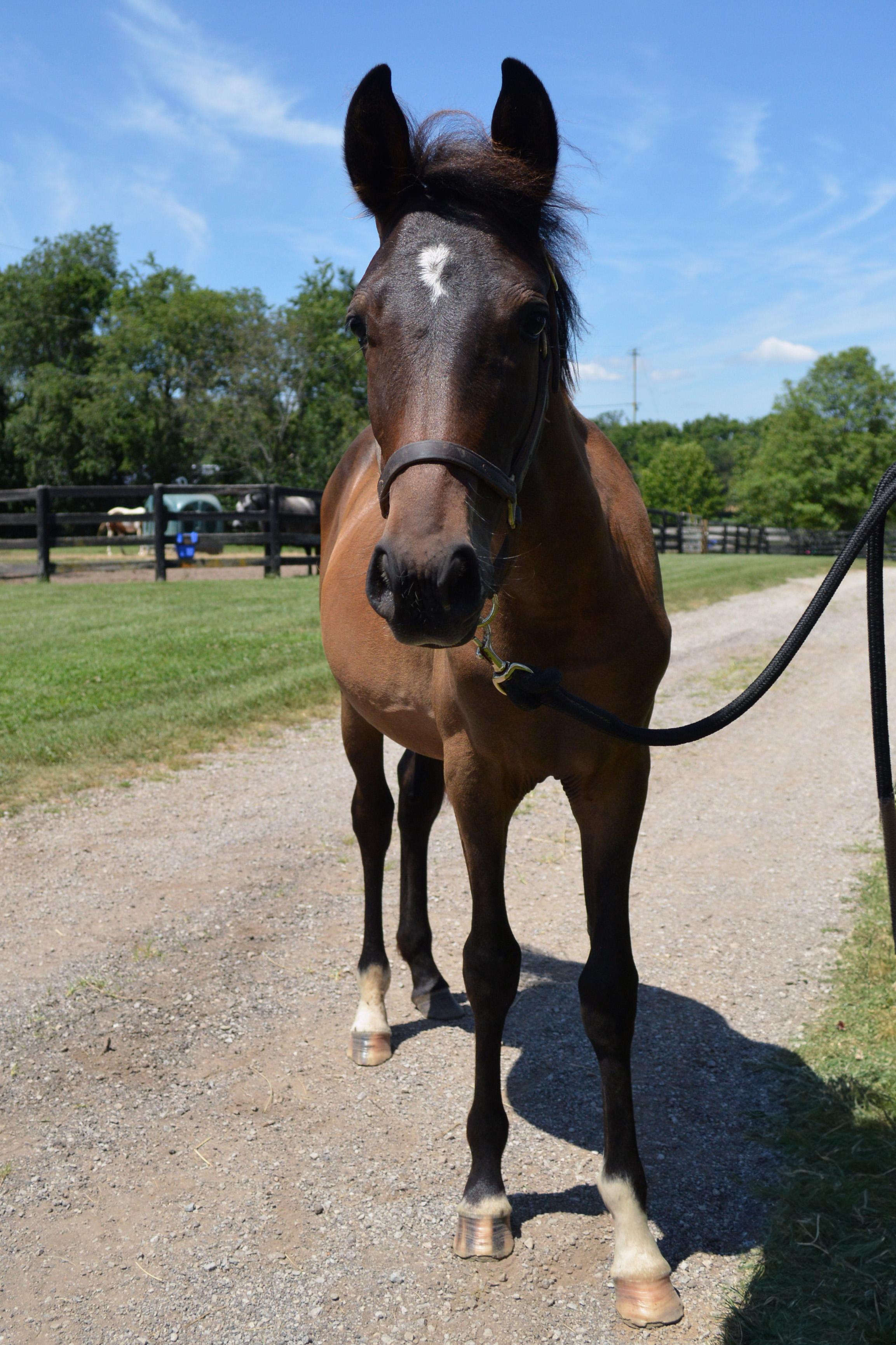 Crockett, a Adopted Grade in Nicholasville, KY image 4/6