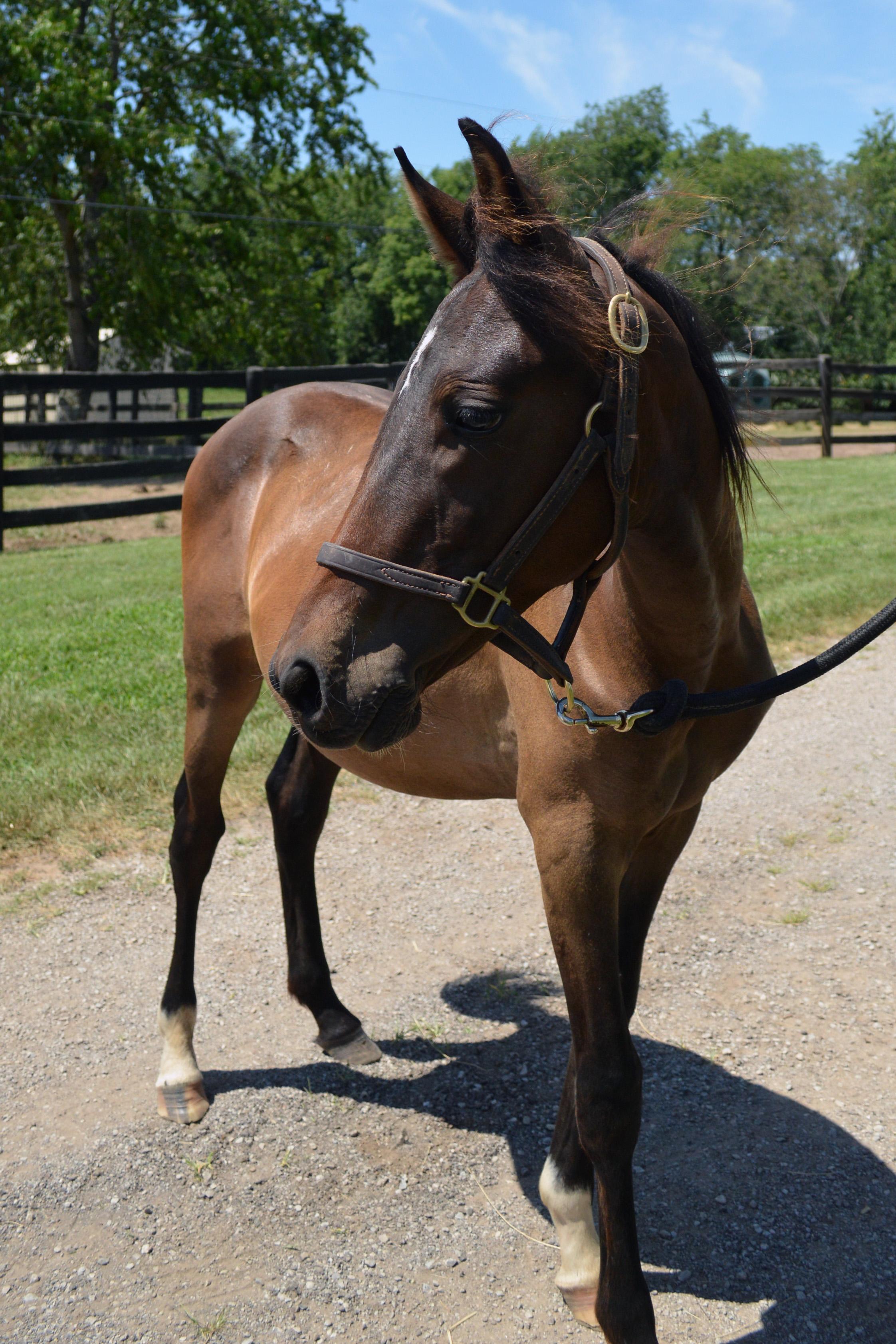 Crockett, a Adopted Grade in Nicholasville, KY image 5/6