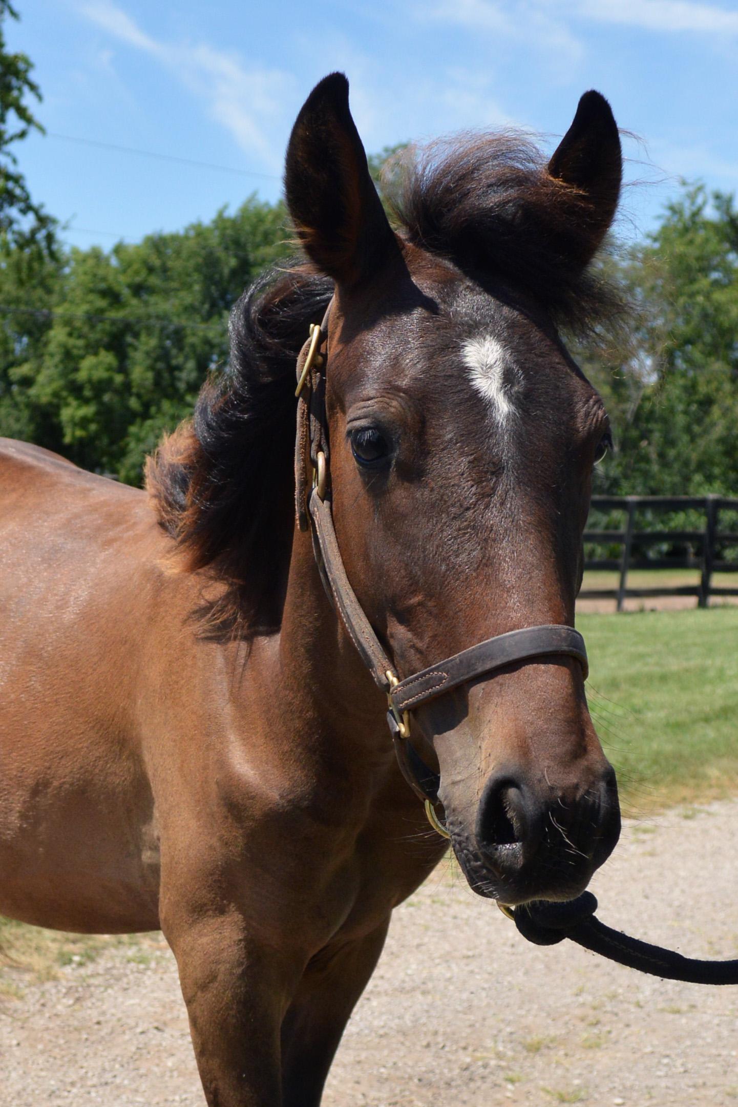 Crockett, a Adopted Grade in Nicholasville, KY image 1/6