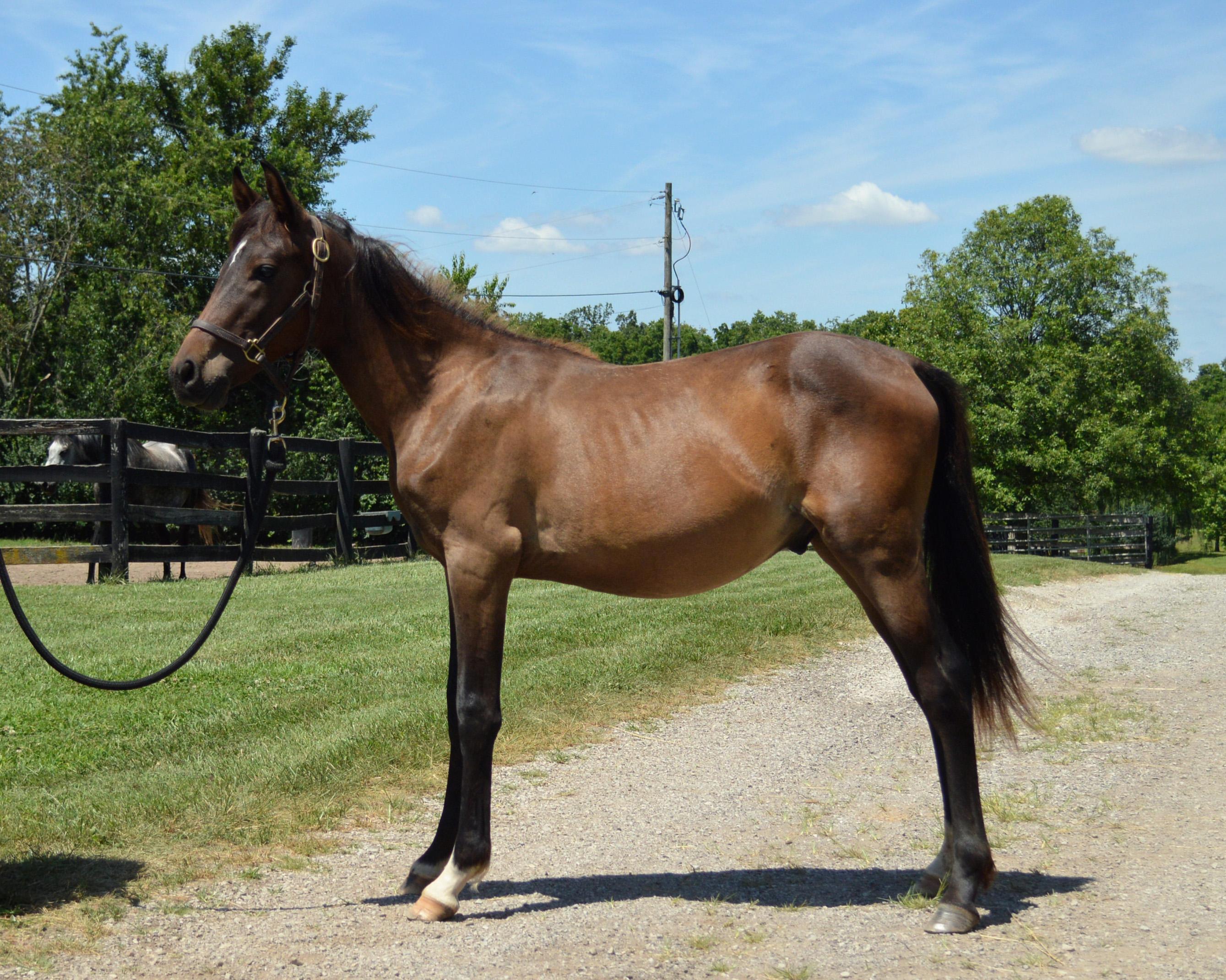 Crockett, a Adopted Grade in Nicholasville, KY image 6/6