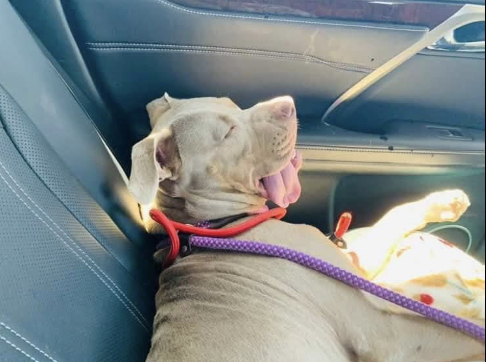 Yoda, a Adoptable Pit Bull Terrier in Cool, CA image 4/6