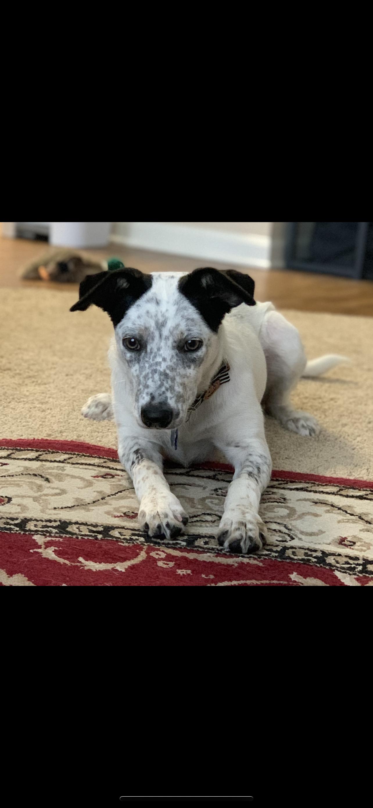 Sadie, Adult Female unknown