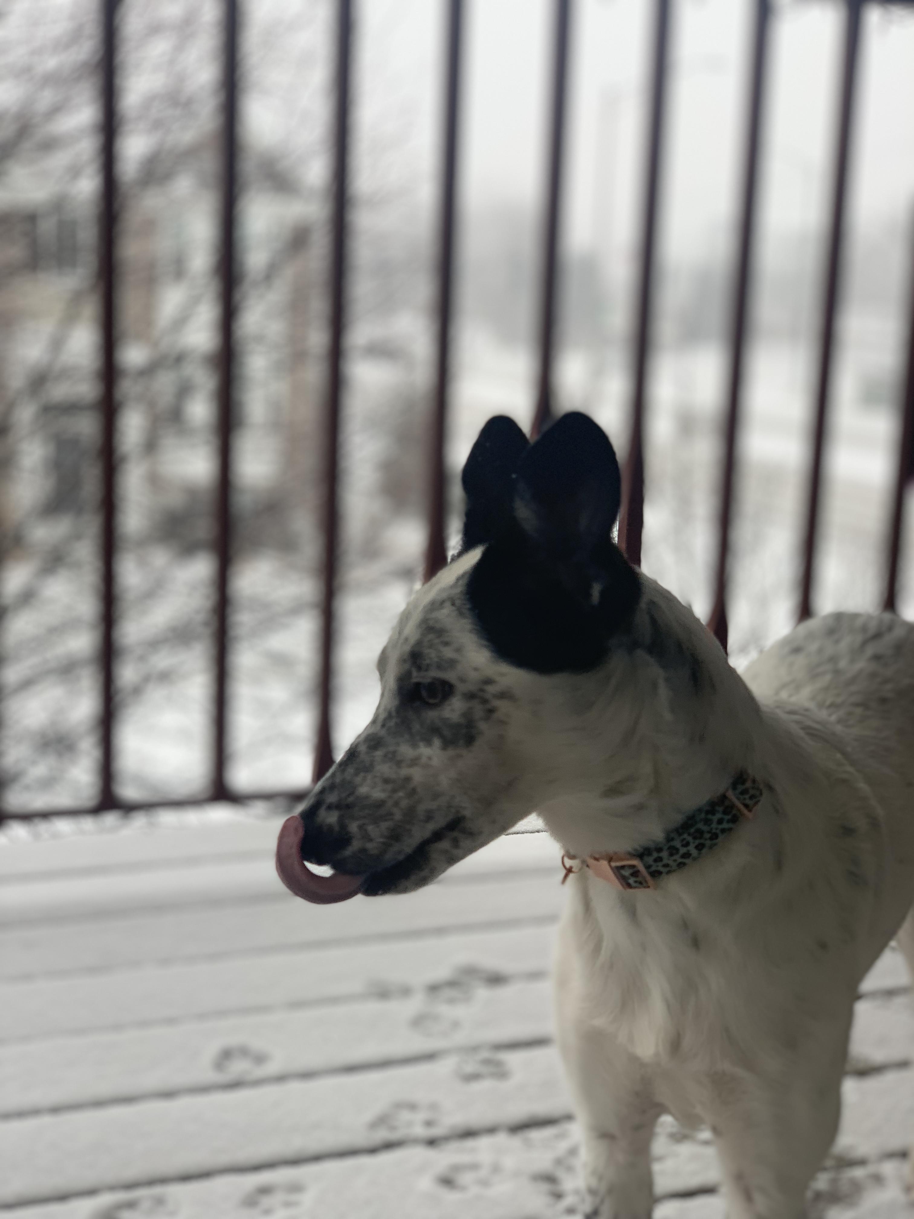 Sadie photo 2