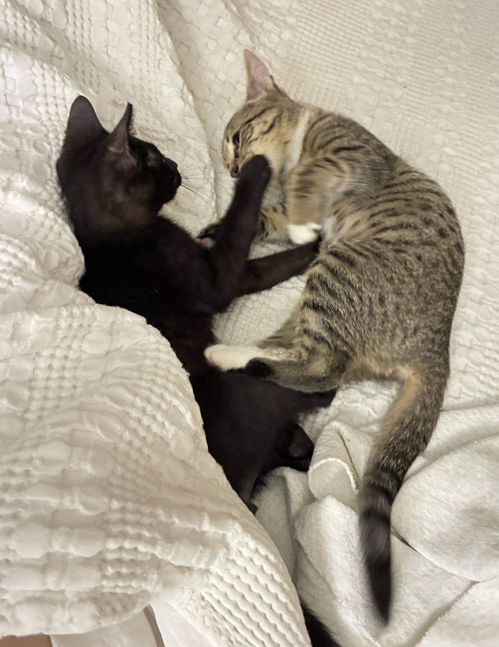 Enlarge Jett, a Adoptable Domestic Short Hair in West Palm Beach, FL image 1/3