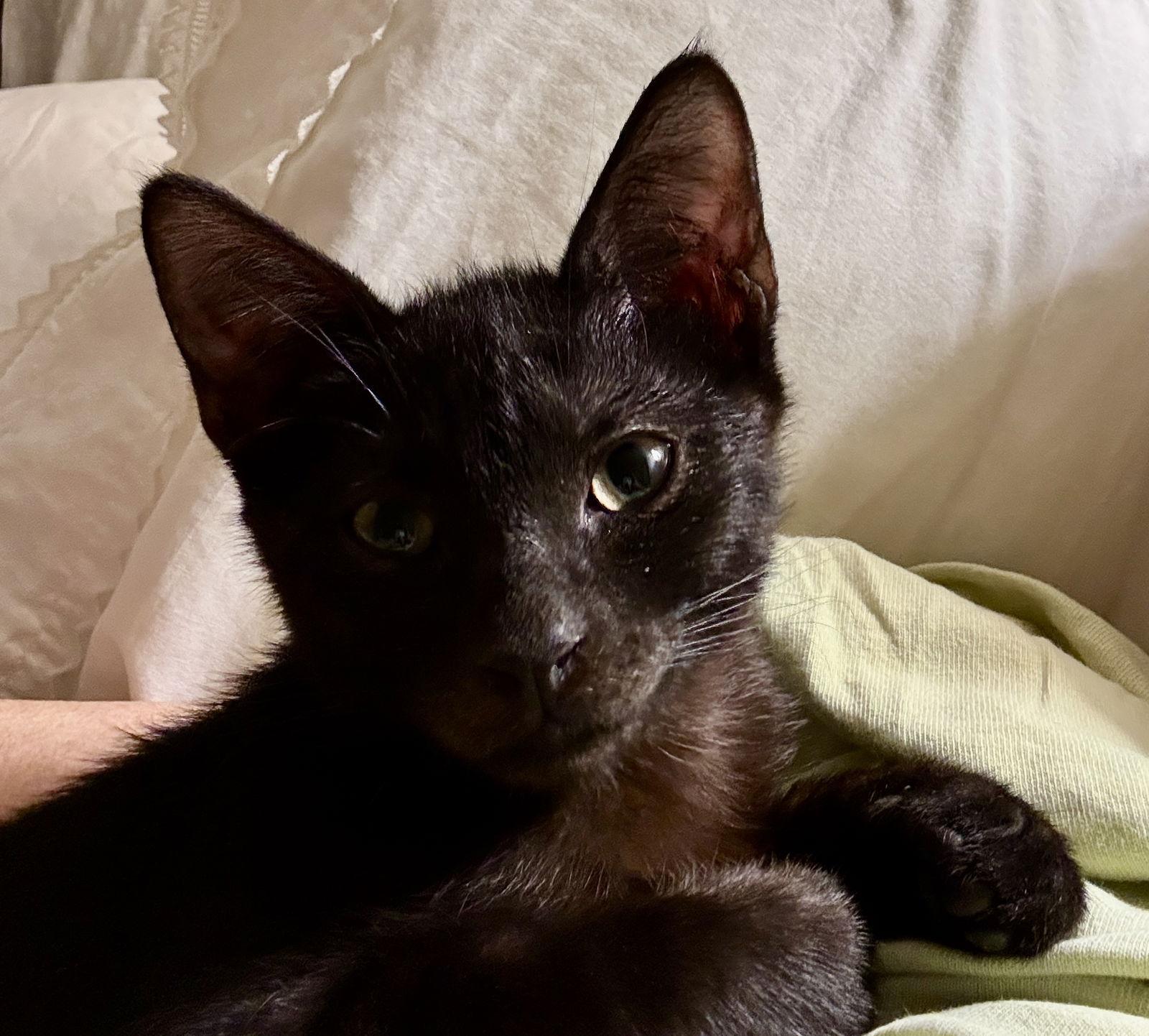 Enlarge Jett, a Adoptable Domestic Short Hair in West Palm Beach, FL image 3/3