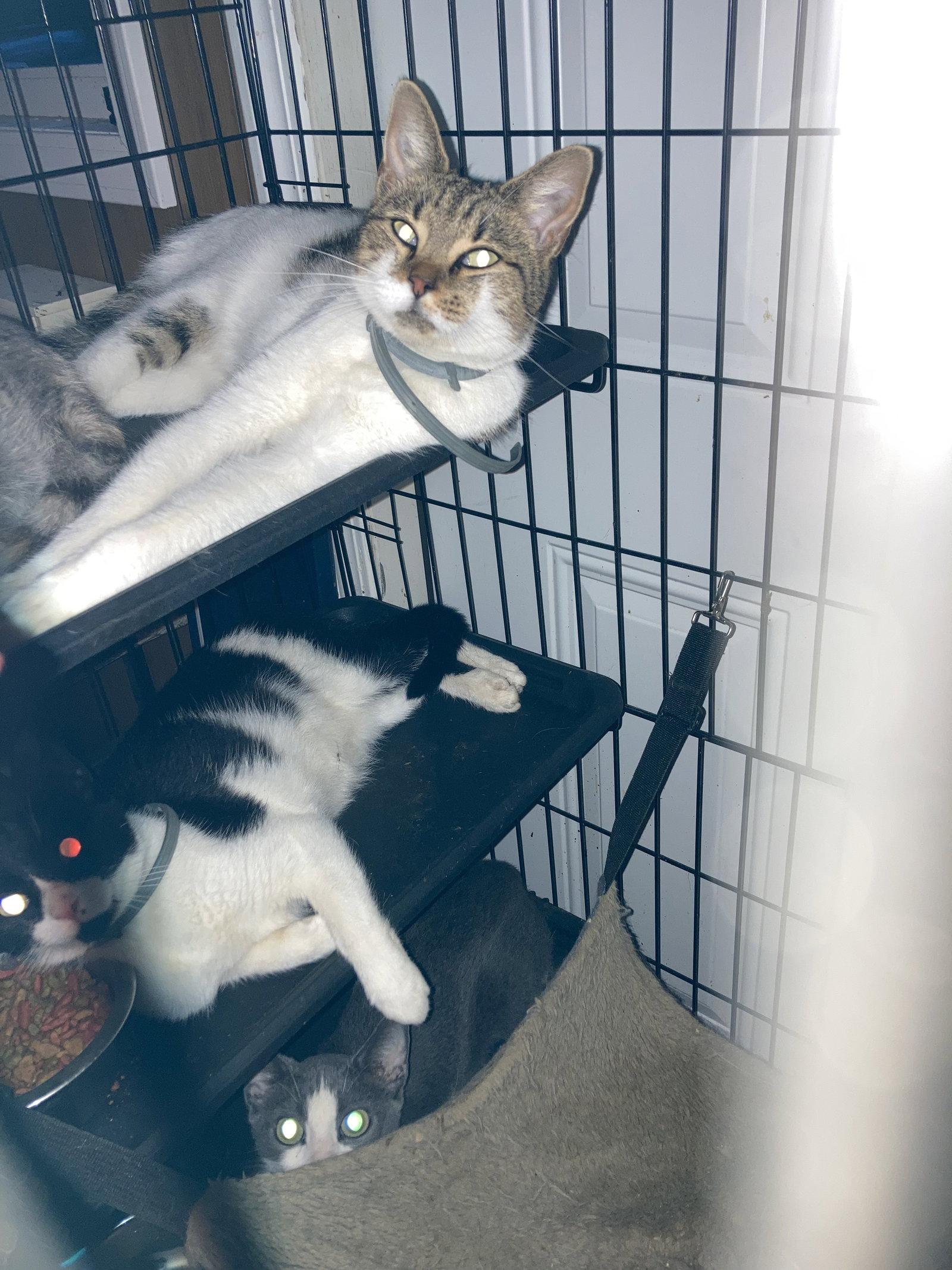 Enlarge Pumpkin, a Adoptable Domestic Short Hair in Chatham, VA image 1/3