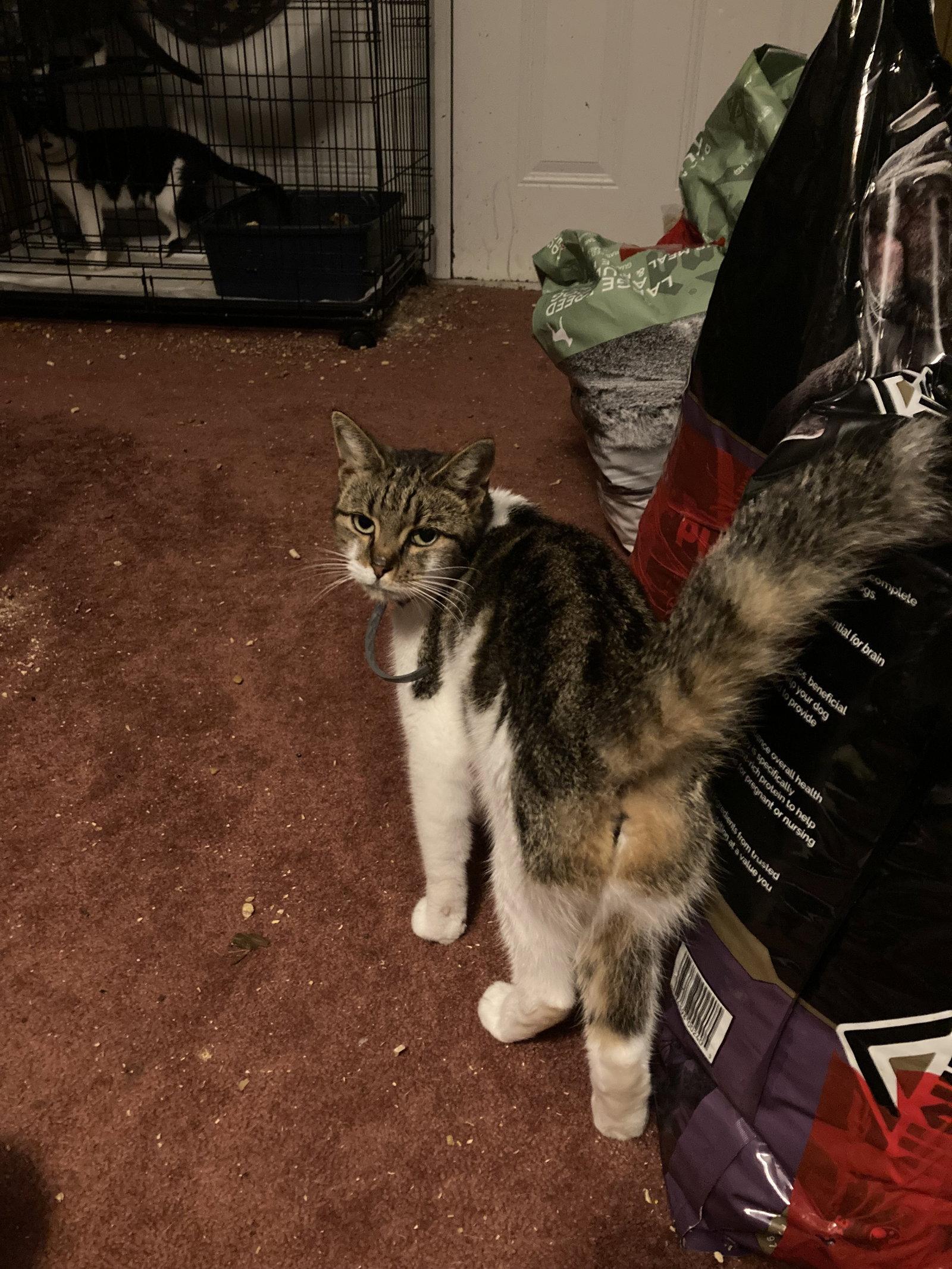 Enlarge Pumpkin, a Adoptable Domestic Short Hair in Chatham, VA image 2/3