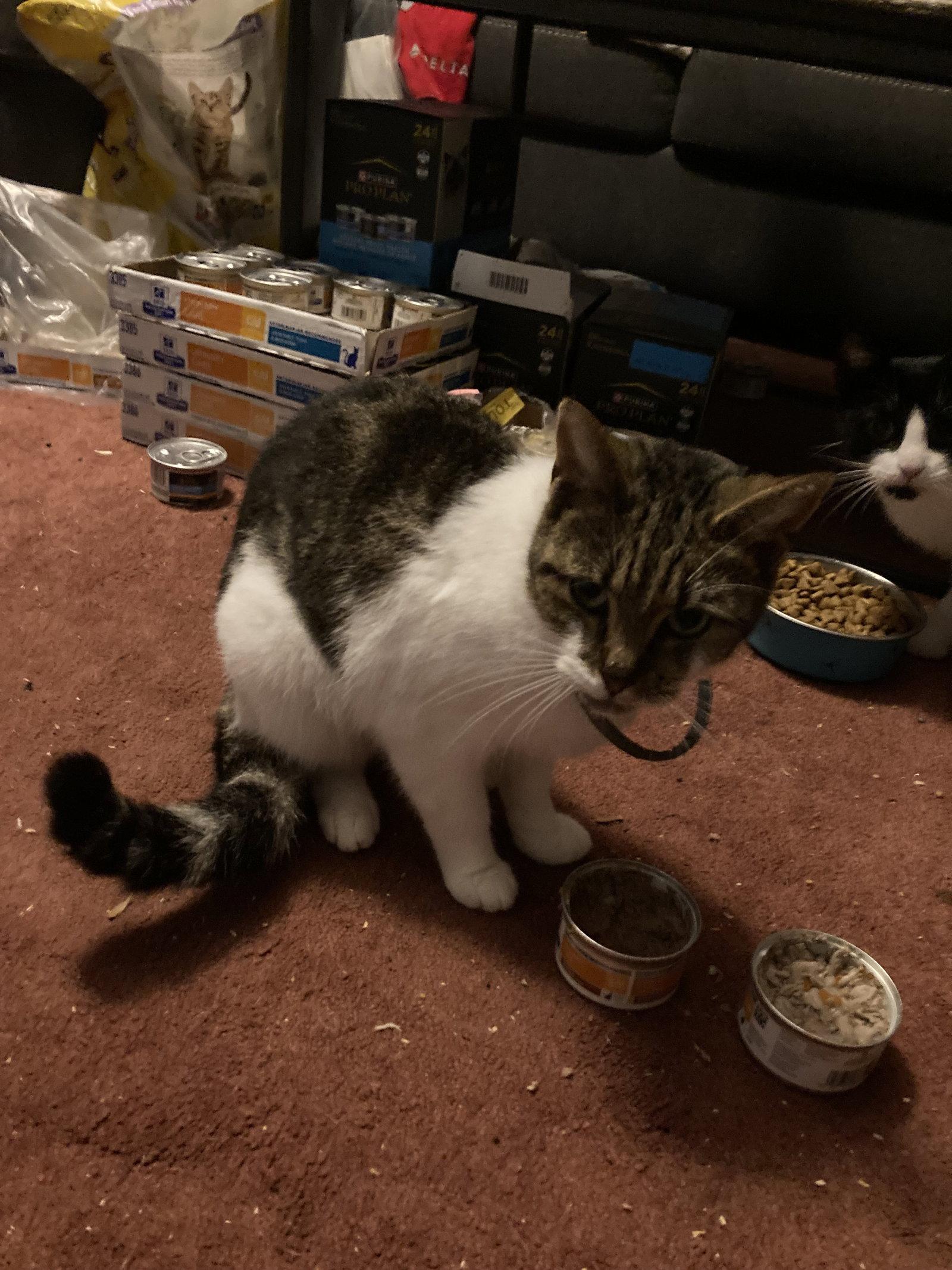 Enlarge Pumpkin, a Adoptable Domestic Short Hair in Chatham, VA image 3/3