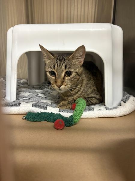 Enlarge Mama Mcphee, a Adoptable mixed breed in Kennewick, WA image 1/1