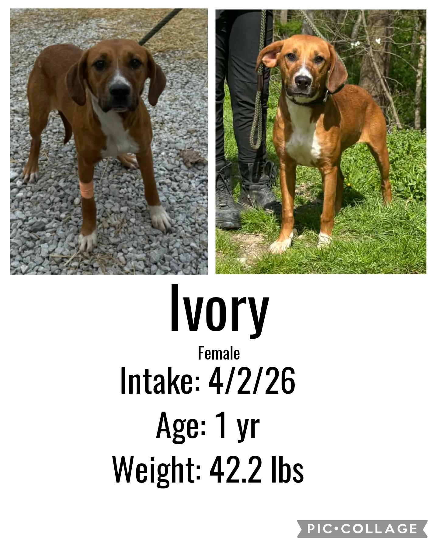 Ivory, ADOPTABLE, Adult Female Hound.