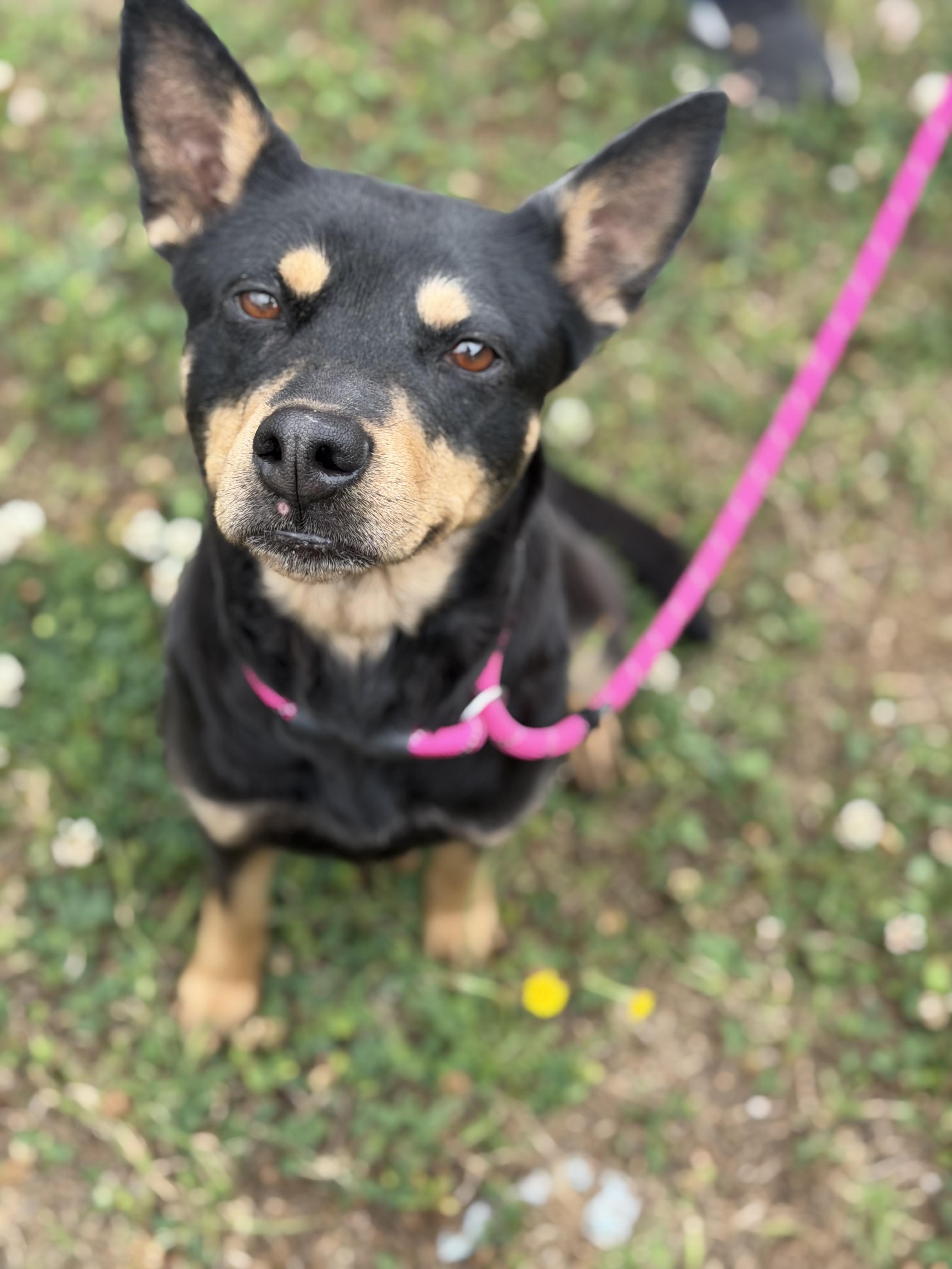 Enlarge Nyla, a ADOPTABLE mixed breed in Lancaster, SC image 1/2