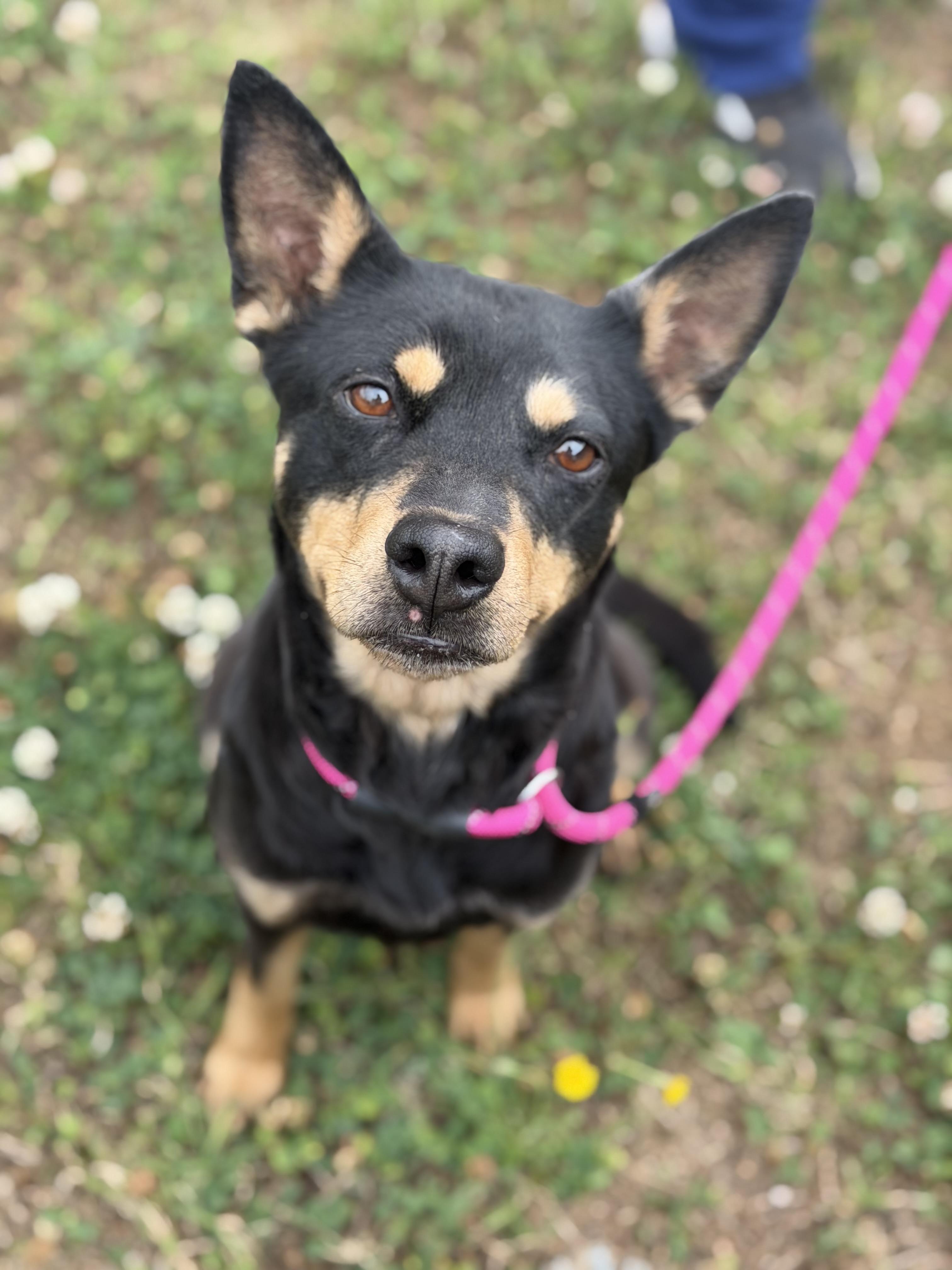Enlarge Nyla, a ADOPTABLE mixed breed in Lancaster, SC image 2/2