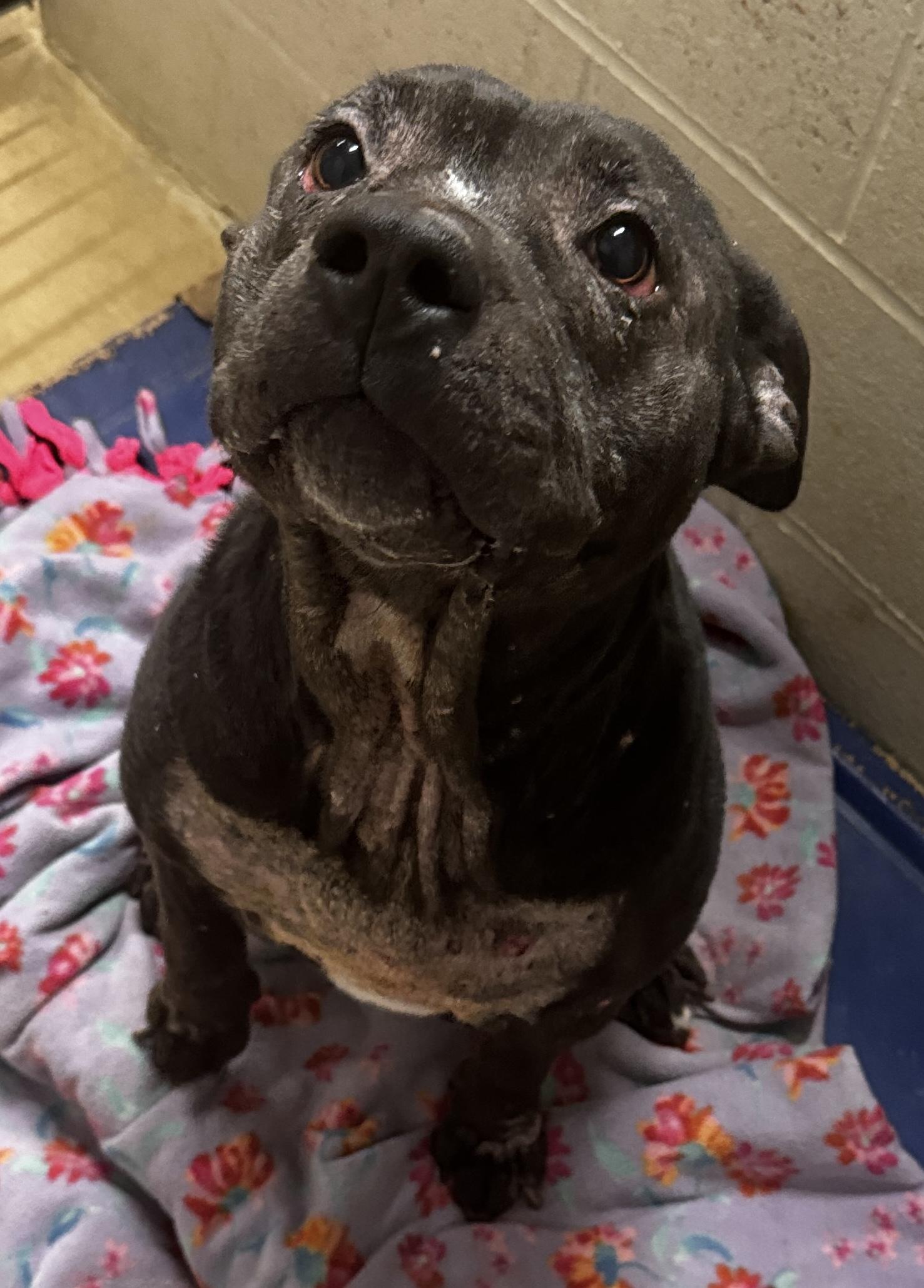 Possum, ADOPTABLE, Adult Female American Staffordshire Terrier & Boxer.