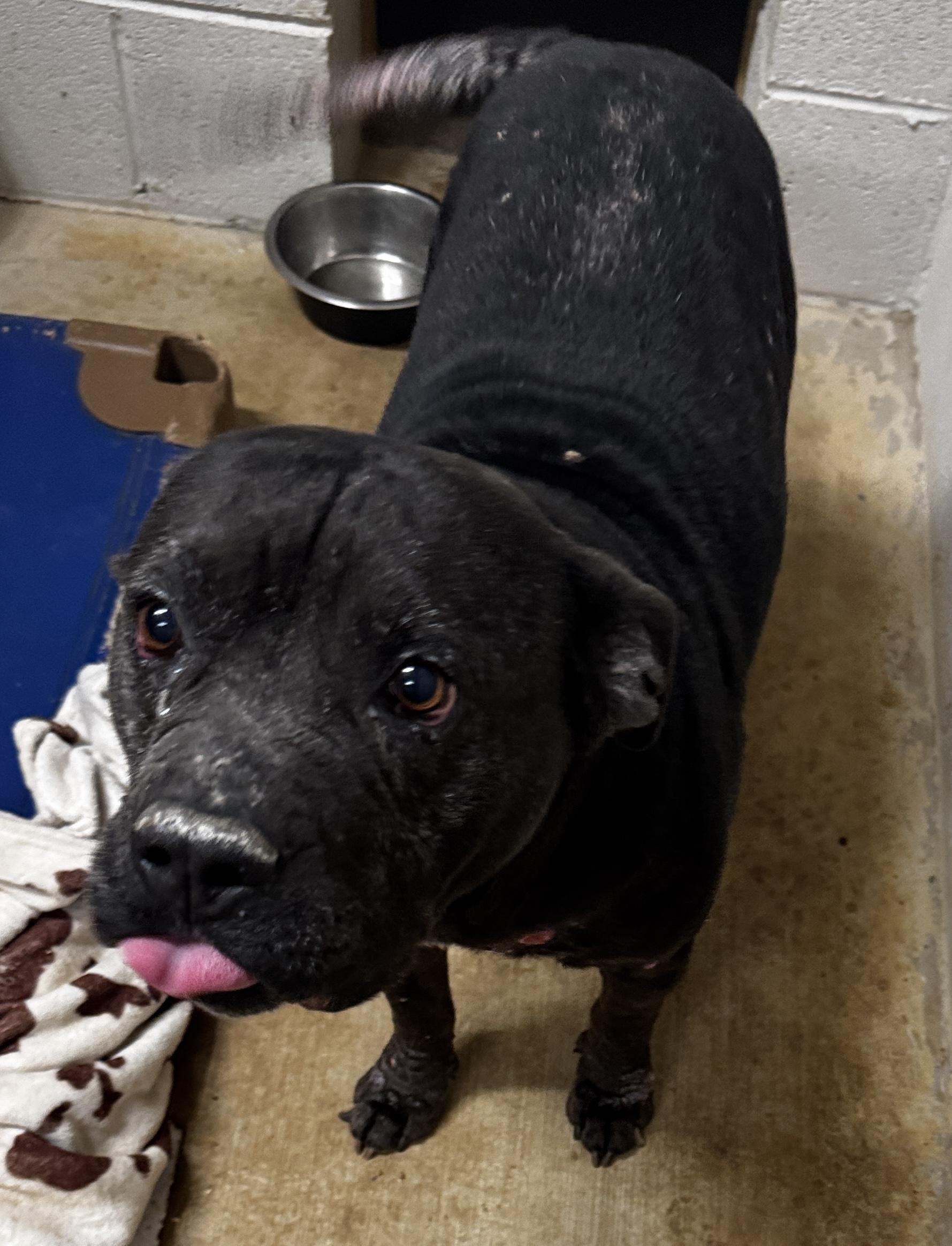 Enlarge Possum, a ADOPTABLE mixed breed in Rogersville, TN image 3/4