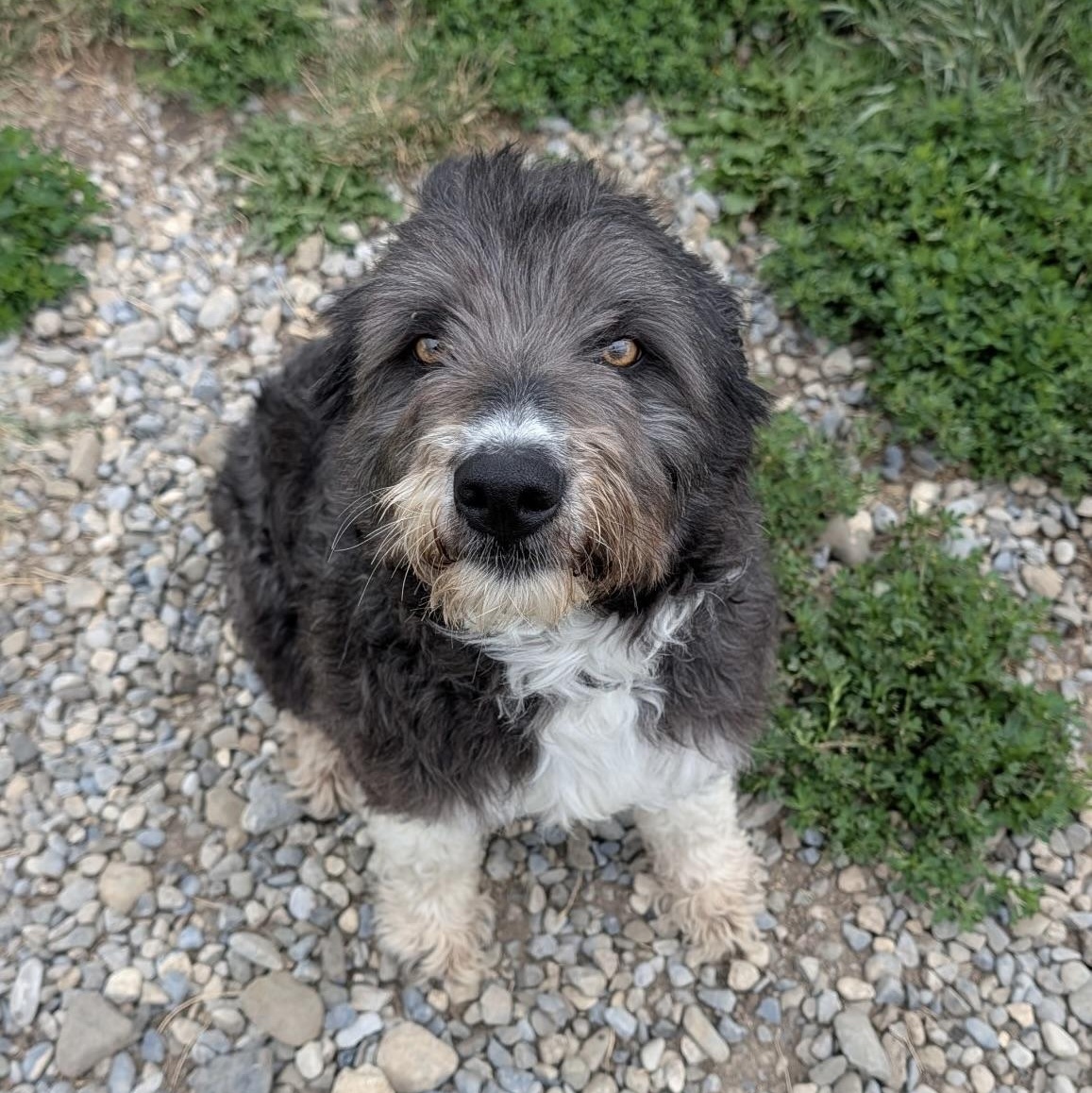 June, an adopted mixed breed in Choteau, MT image 1/3