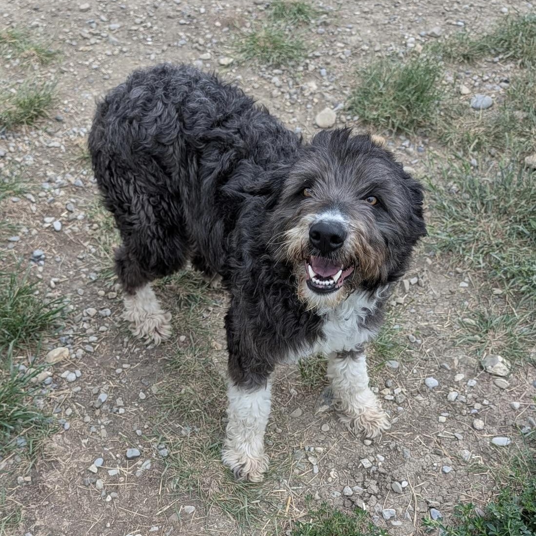 June, an adopted mixed breed in Choteau, MT image 2/3
