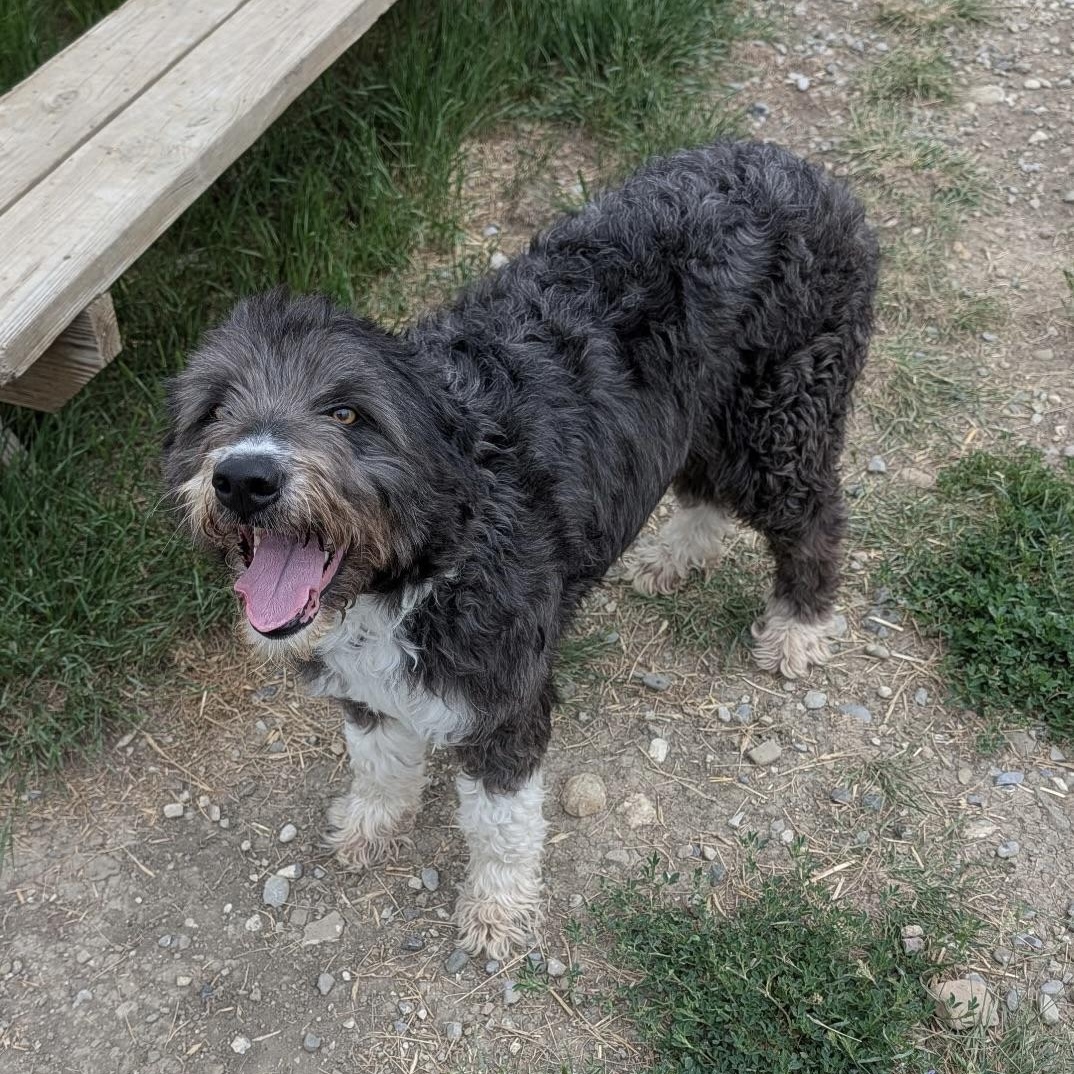 June, an adopted mixed breed in Choteau, MT image 3/3