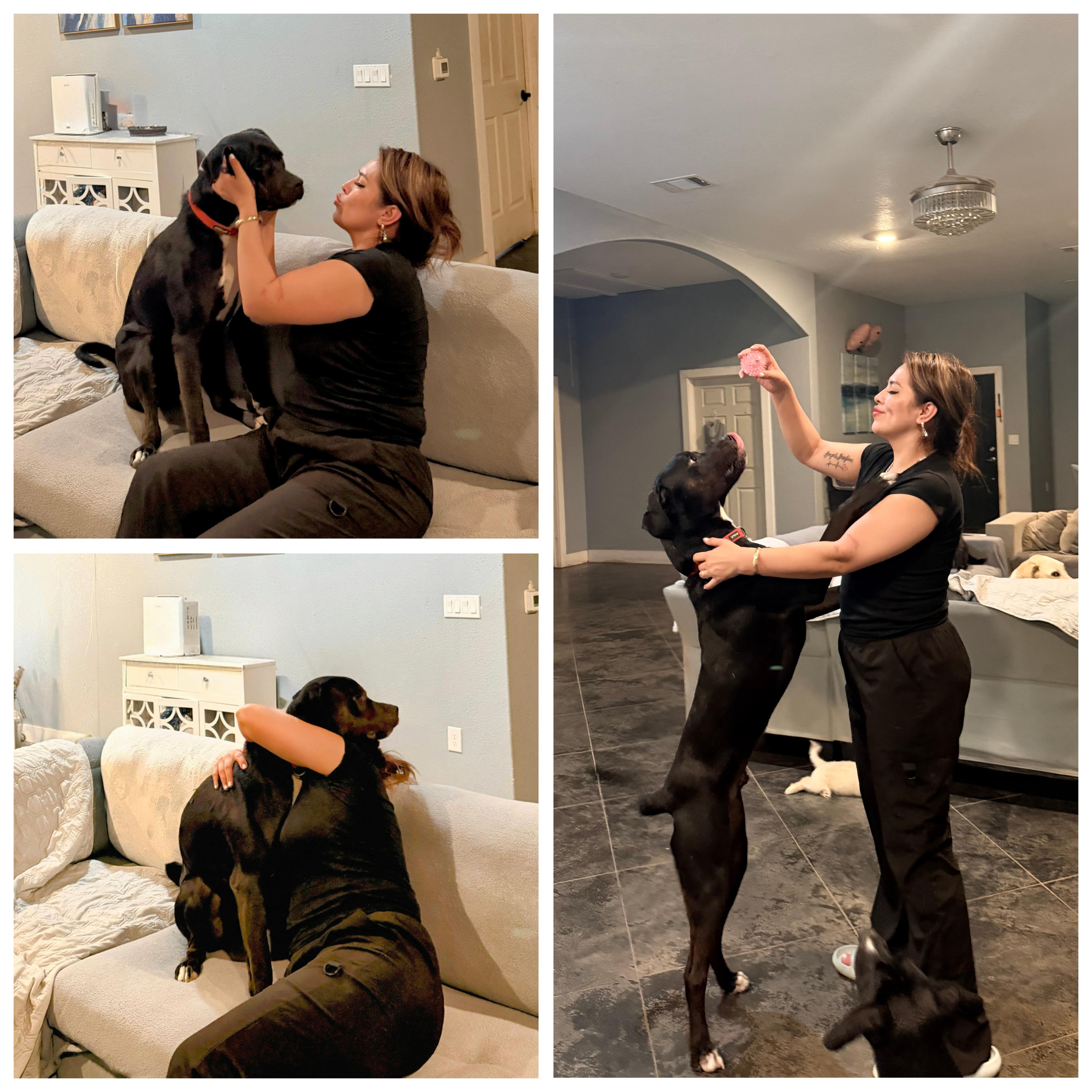 Enlarge Leo, a Adoptable mixed breed in Denver, CO image 3/6