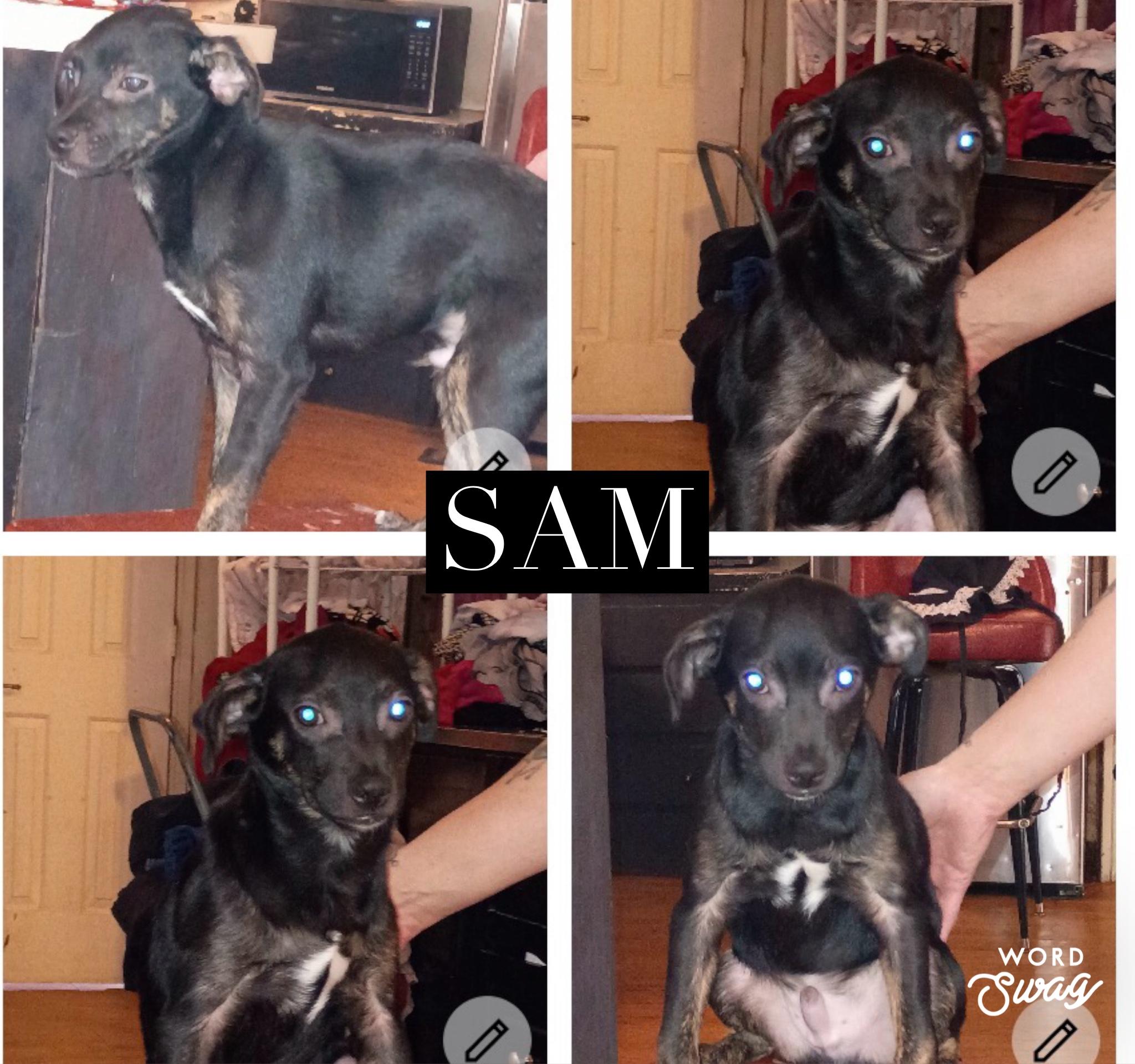 Sam, ADOPTABLE, Young Male Chihuahua & Miniature Pinscher.
