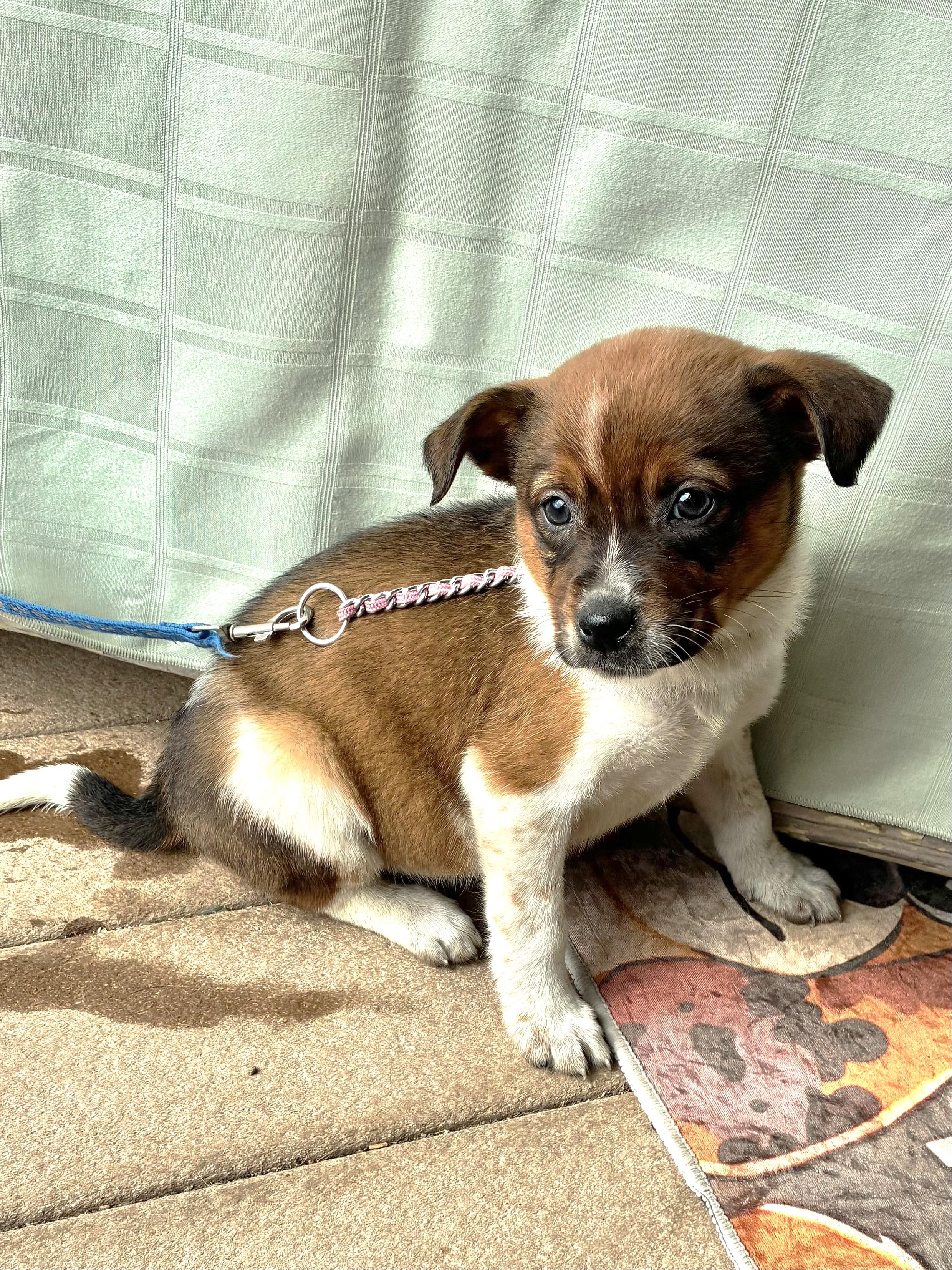 Dina, adopted, Puppy Female Australian Cattle Dog / Blue Heeler.