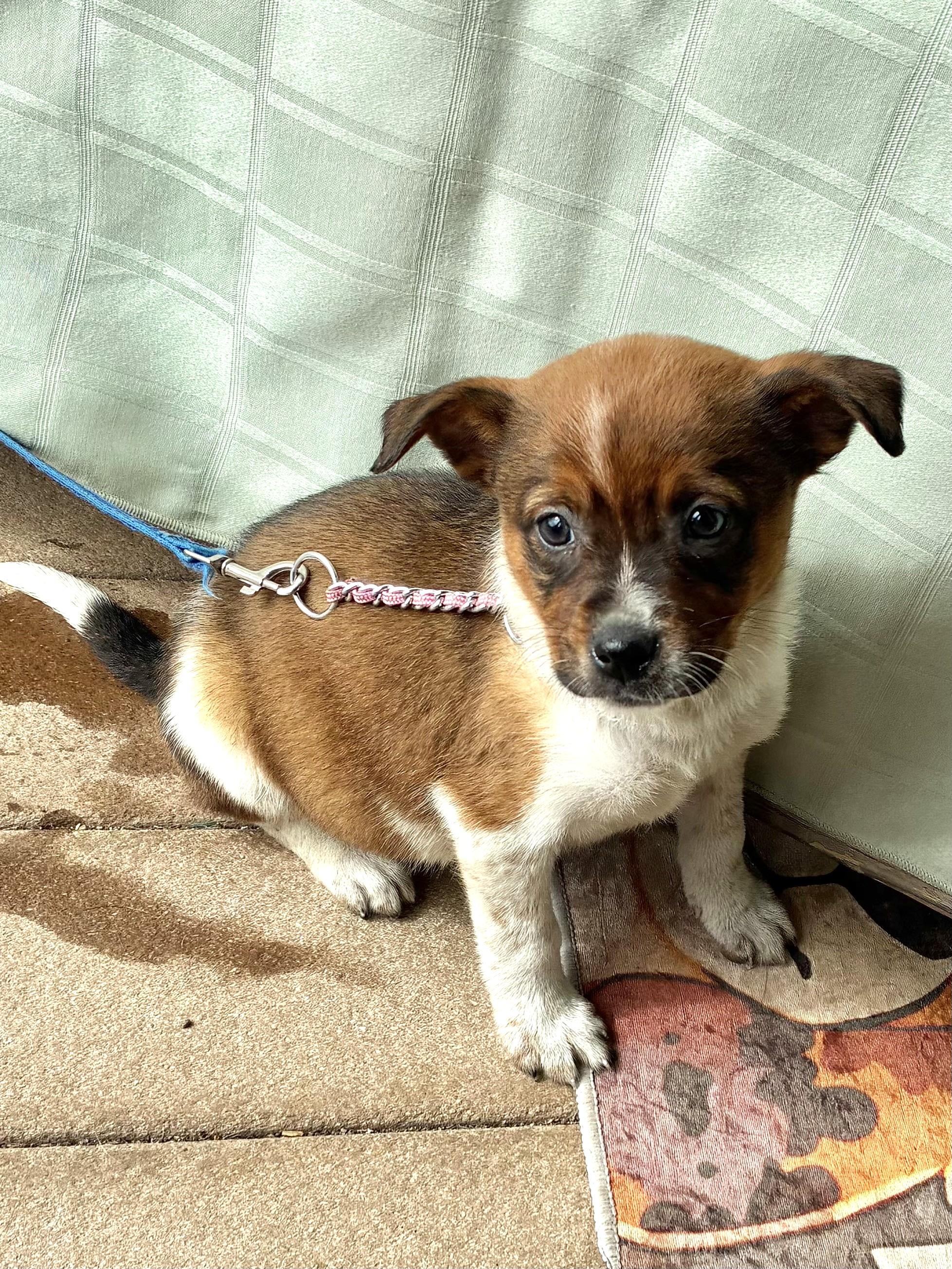 Enlarge Dina, an adopted mixed breed in West Chicago, IL image 3/3