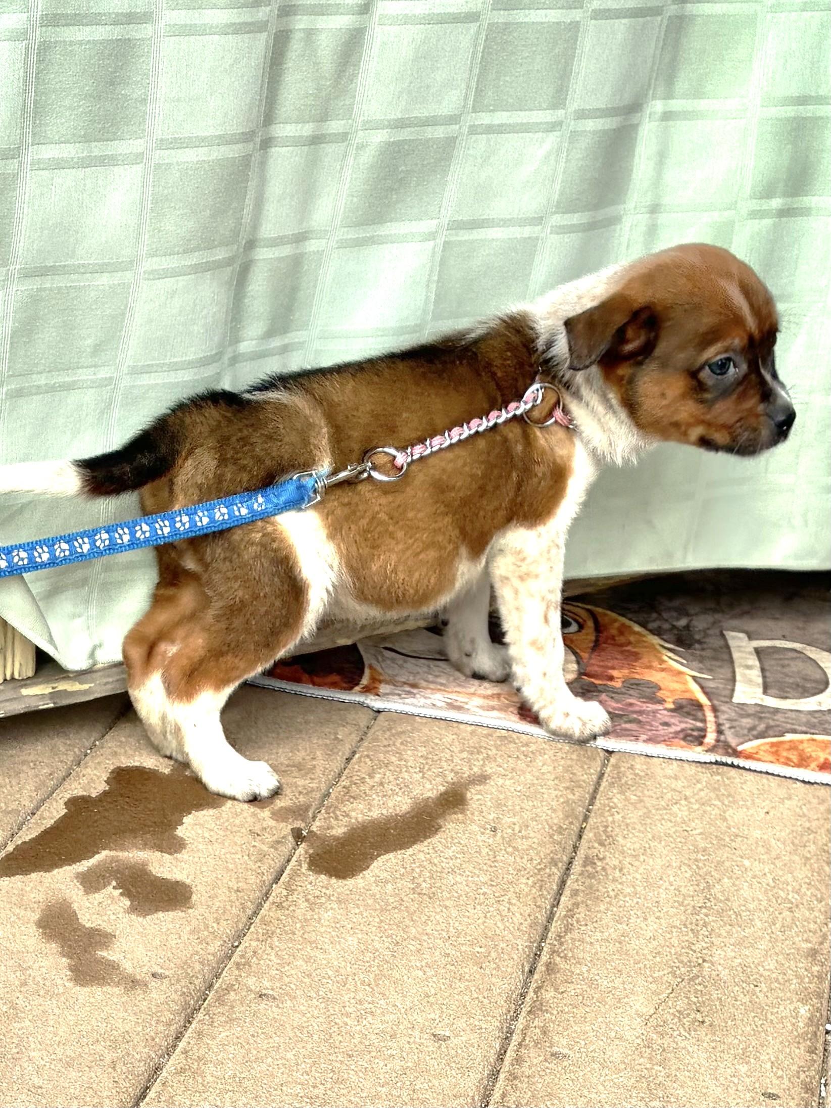 Enlarge Dina, an adopted mixed breed in West Chicago, IL image 2/3