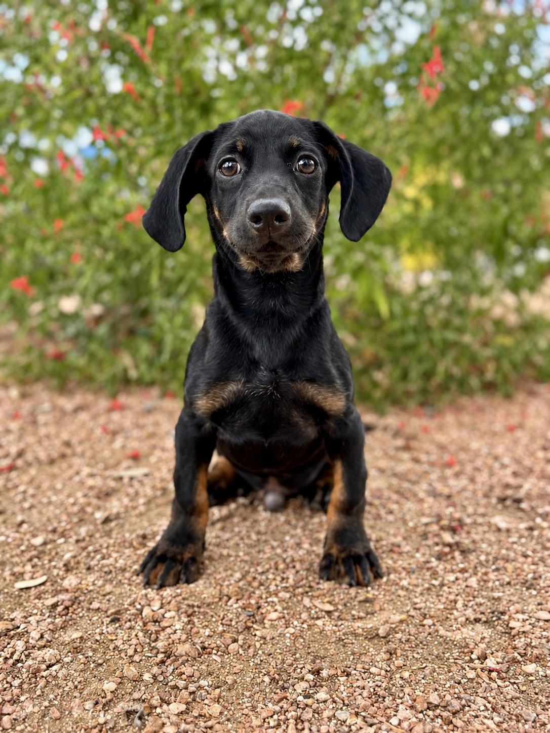 Pablo, Adoptable, Young Male Dachshund.