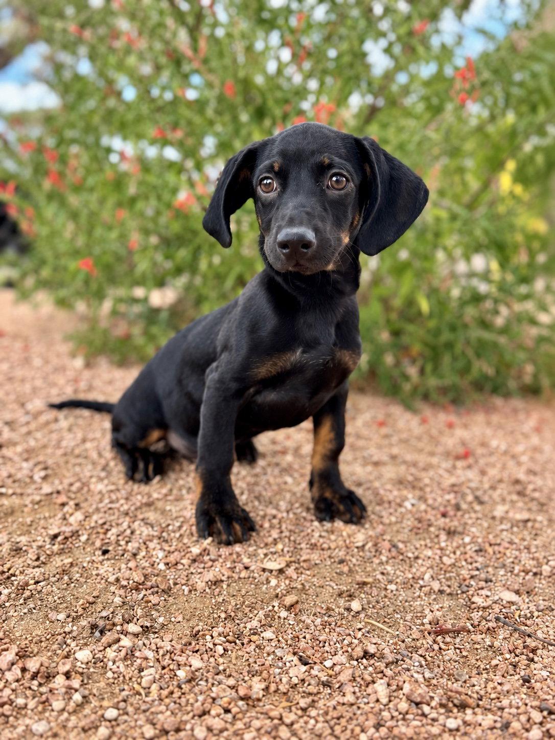 Enlarge Pablo, a Adoptable Dachshund in Helotes, TX image 2/3