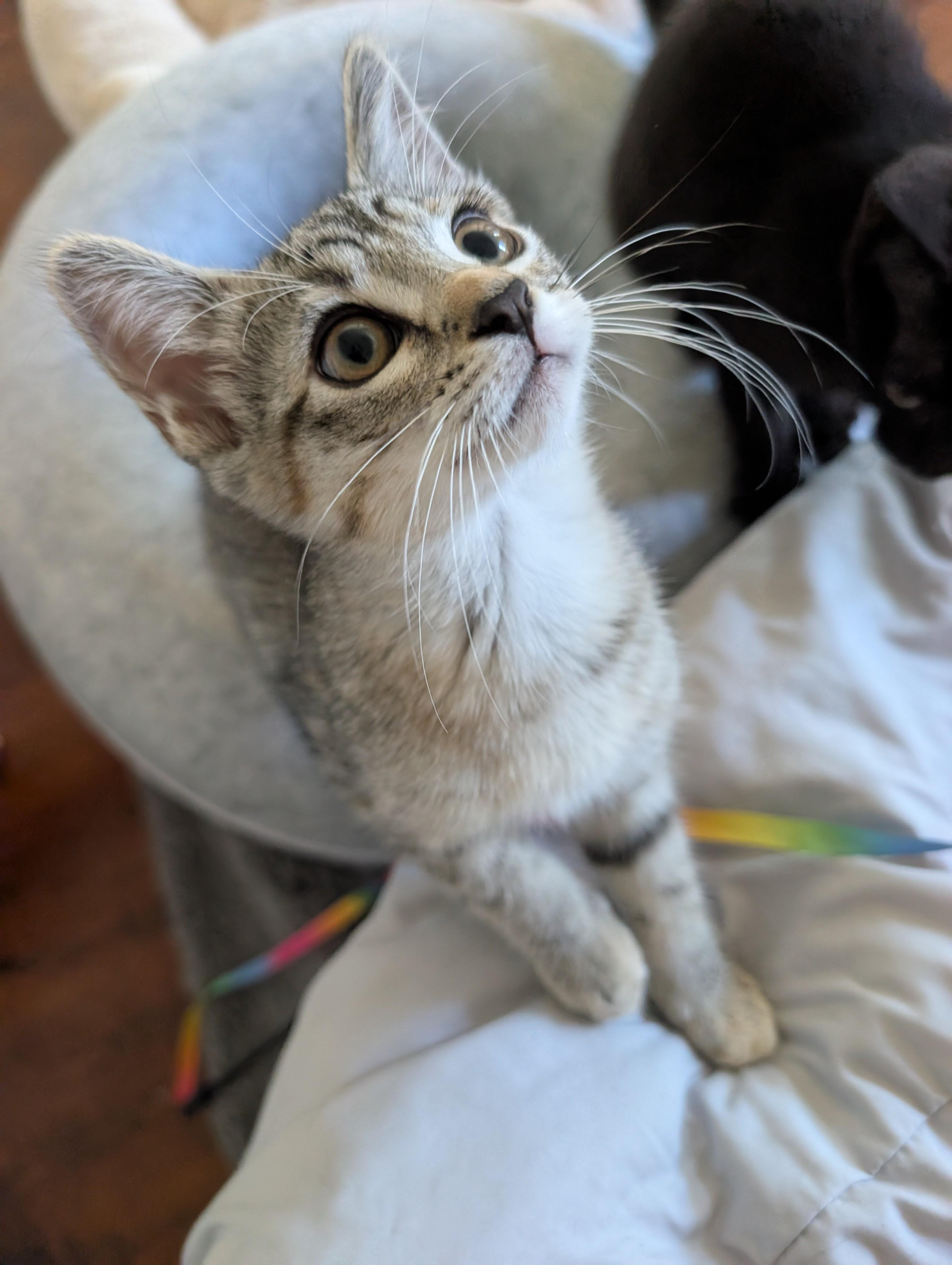 Cozy, an adopted Domestic Short Hair in Orange, CA image 2/2