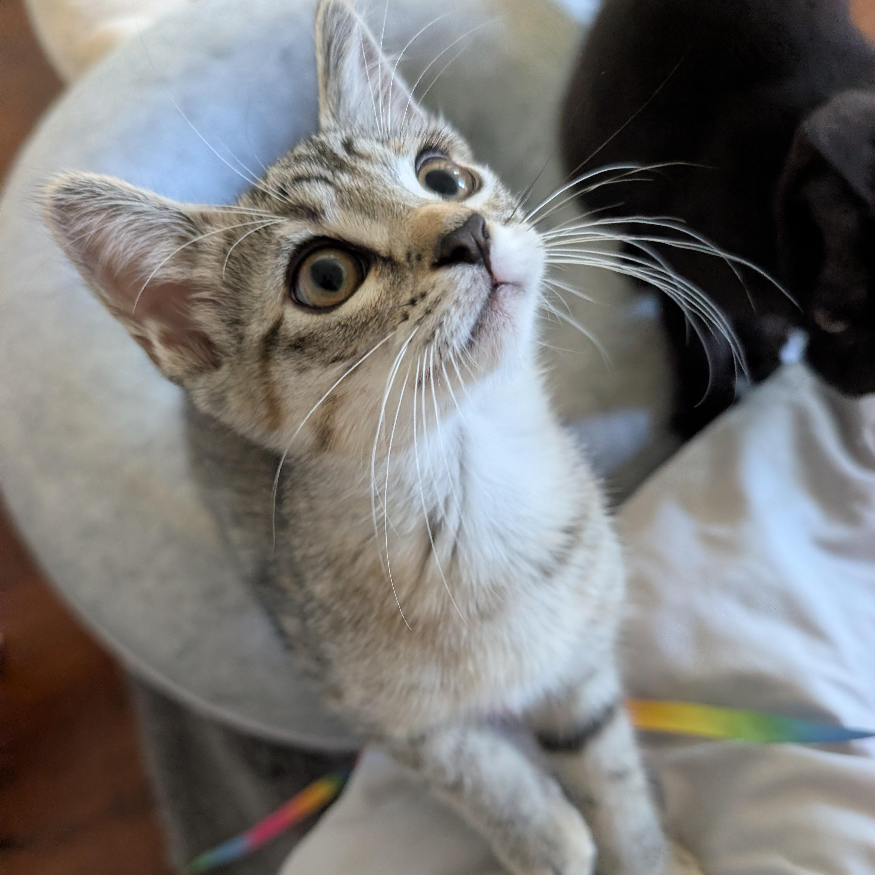 Cozy, adopted, Kitten Female Domestic Short Hair.