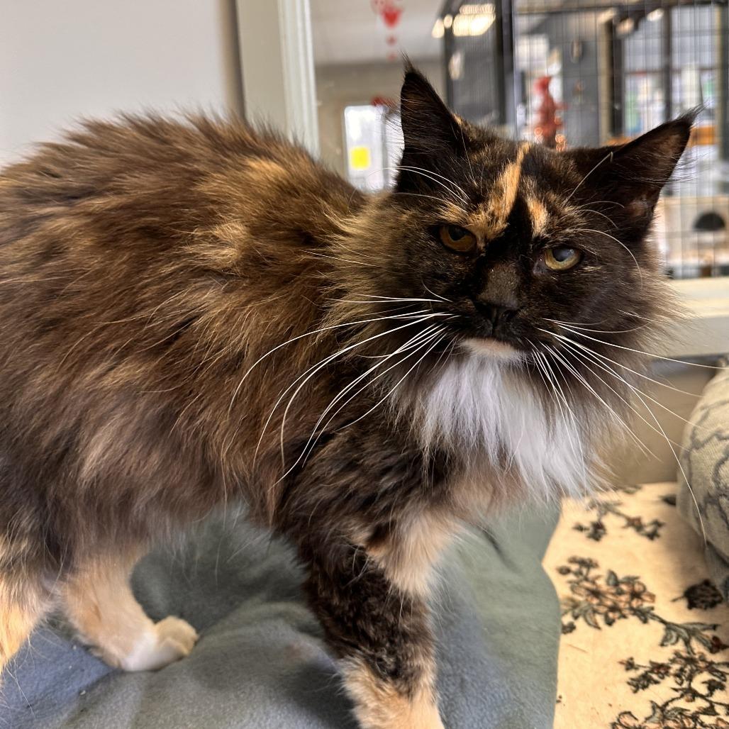 Dori, a Adoptable Domestic Long Hair in Richmond, IN image 1/4