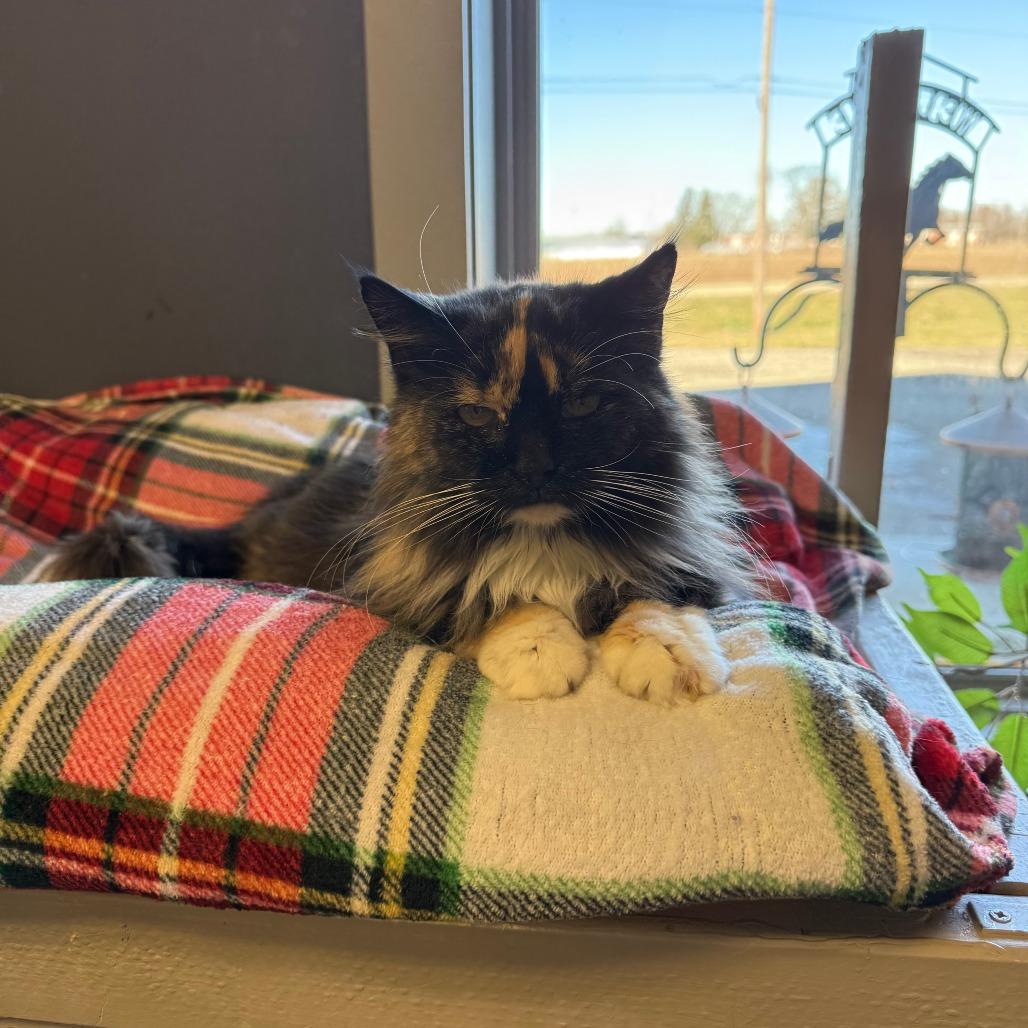 Dori, a Adoptable Domestic Long Hair in Richmond, IN image 3/4