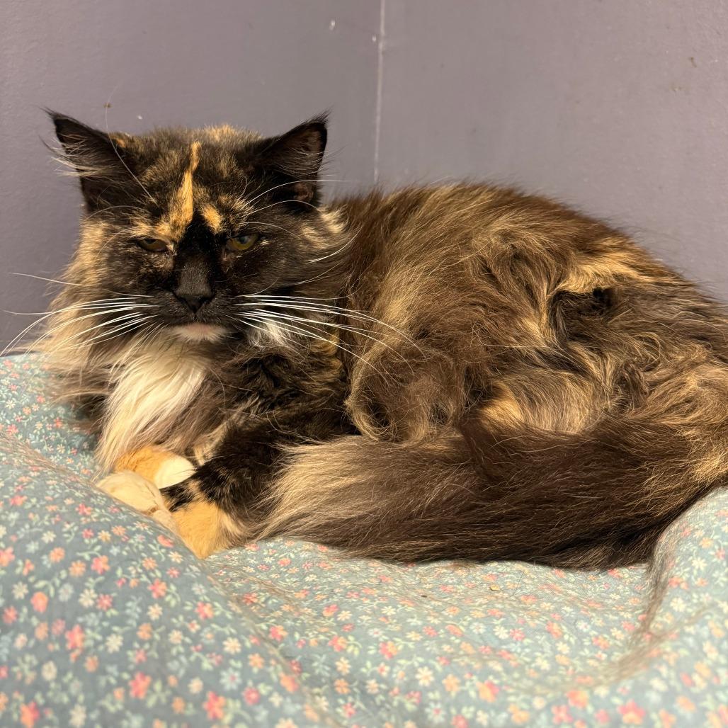 Dori, a Adoptable Domestic Long Hair in Richmond, IN image 4/4