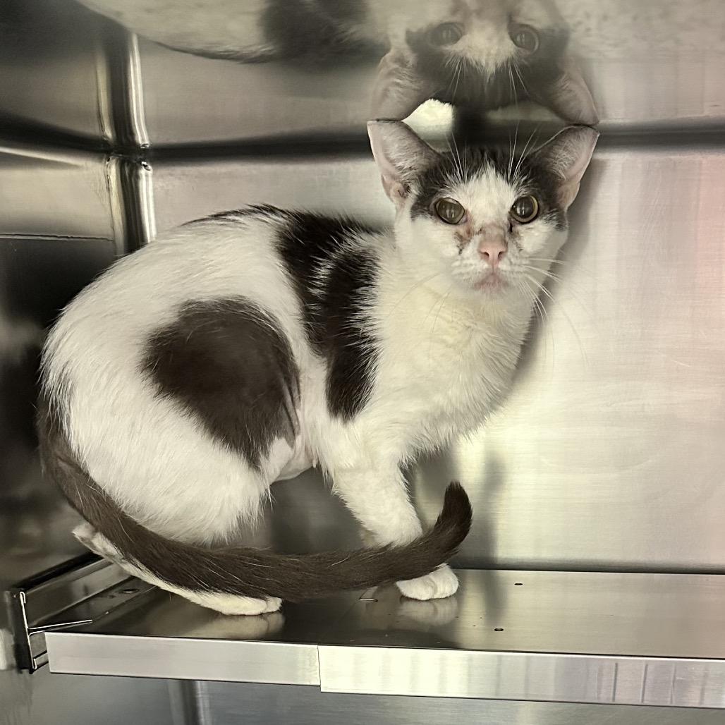 Breeze(Suiter 5), a Adoptable Domestic Medium Hair in Galax, VA image 2/5