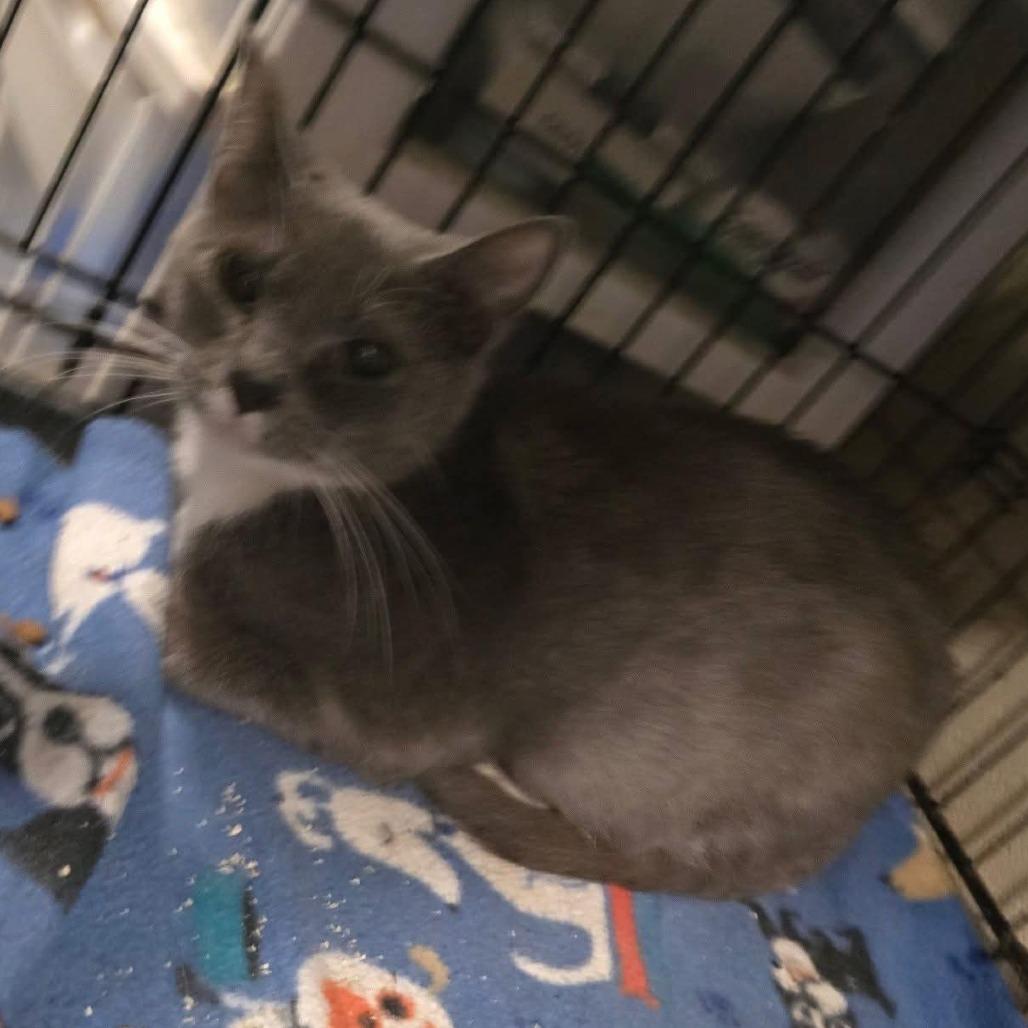 Breeze(Suiter 5), a Adoptable Domestic Medium Hair in Galax, VA image 4/5