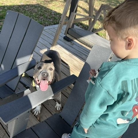 Enlarge PRINCESSA, a Adoptable Pit Bull Terrier in Cheektowaga, NY image 2/6