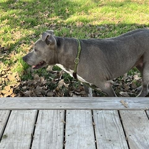 Enlarge PRINCESSA, a Adoptable Pit Bull Terrier in Cheektowaga, NY image 5/6