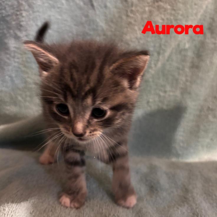 Enlarge Aurora 43C25, a Adoptable Domestic Short Hair in Napoleon, OH image 1/6