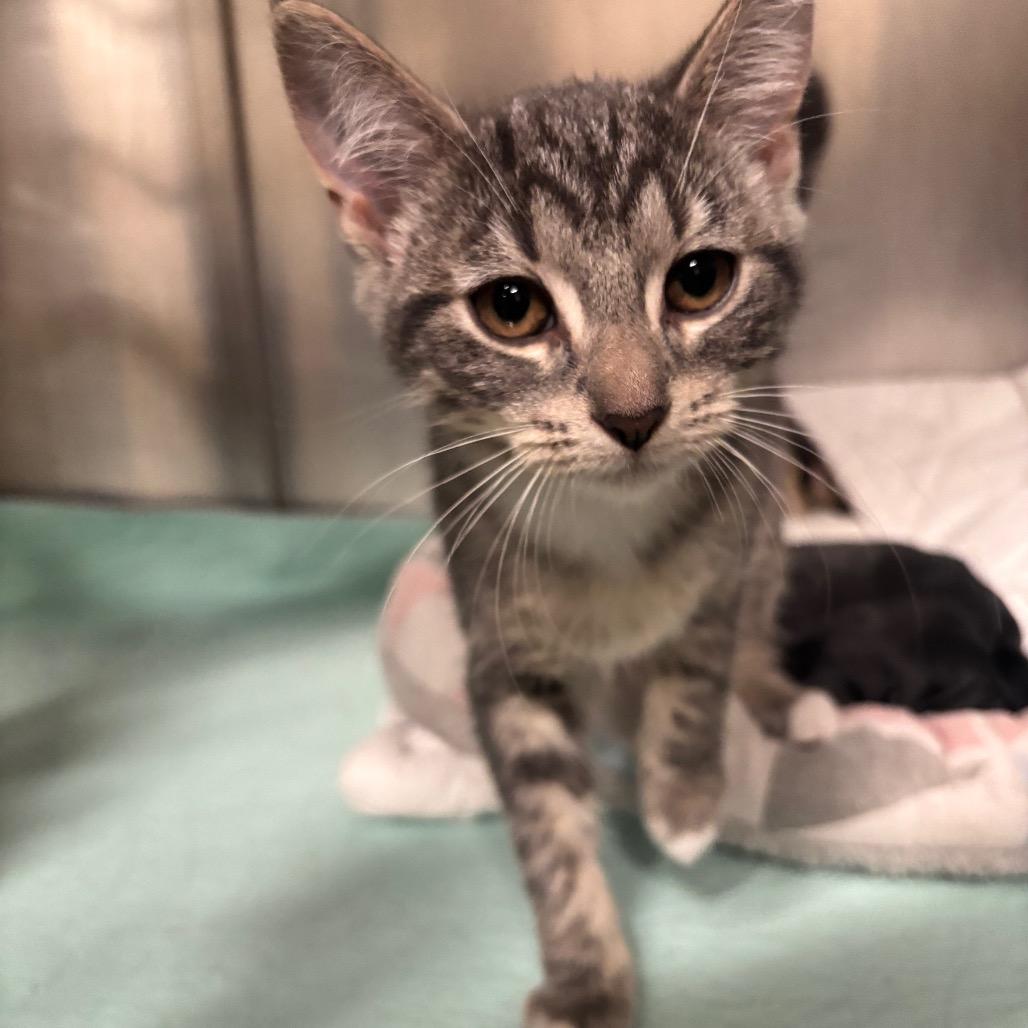 Enlarge Aurora 43C25, a Adoptable Domestic Short Hair in Napoleon, OH image 2/6