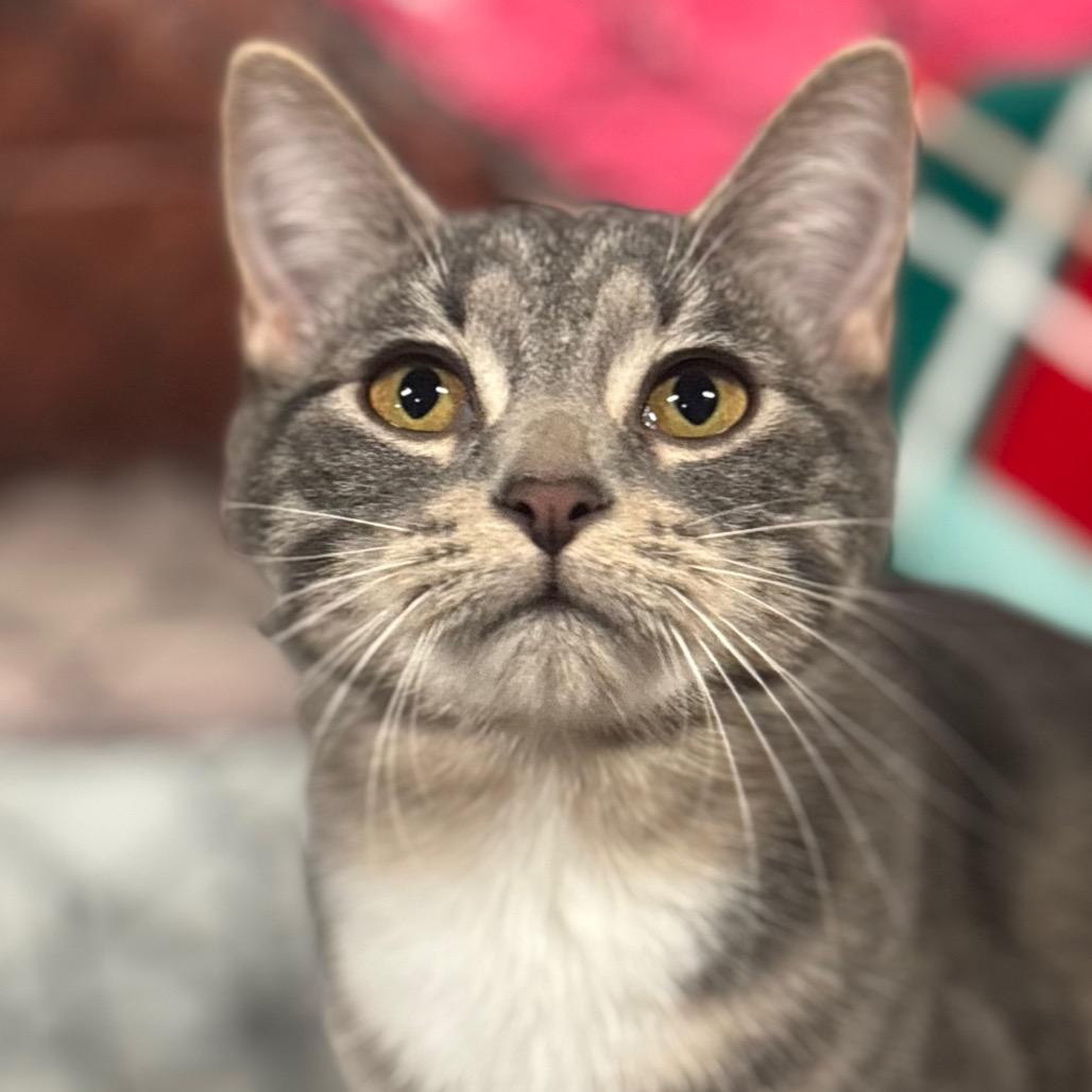 Enlarge Aurora 43C25, a Adoptable Domestic Short Hair in Napoleon, OH image 3/6