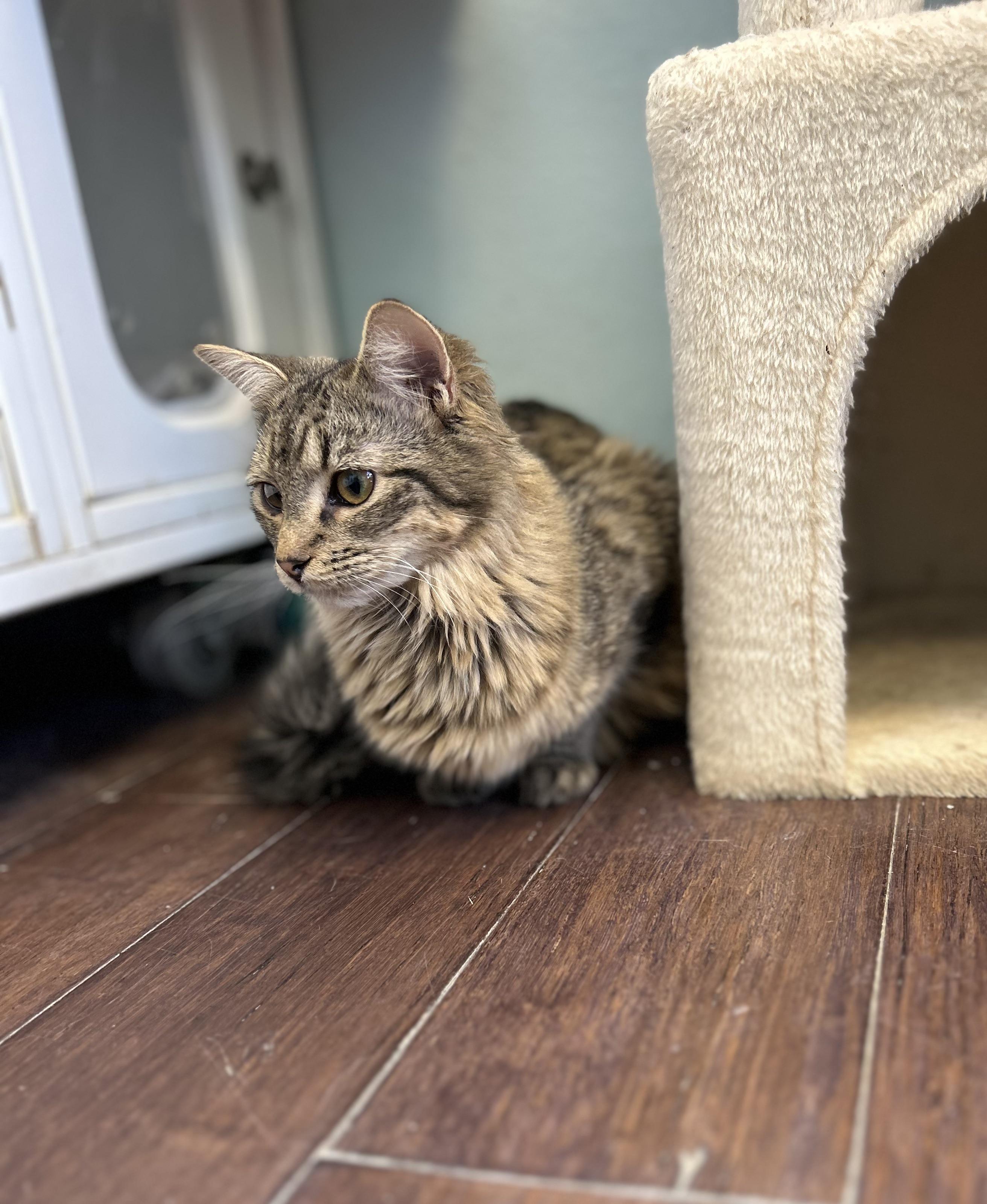 Twizzle, a ADOPTABLE Domestic Medium Hair in Orange, CA image 3/4