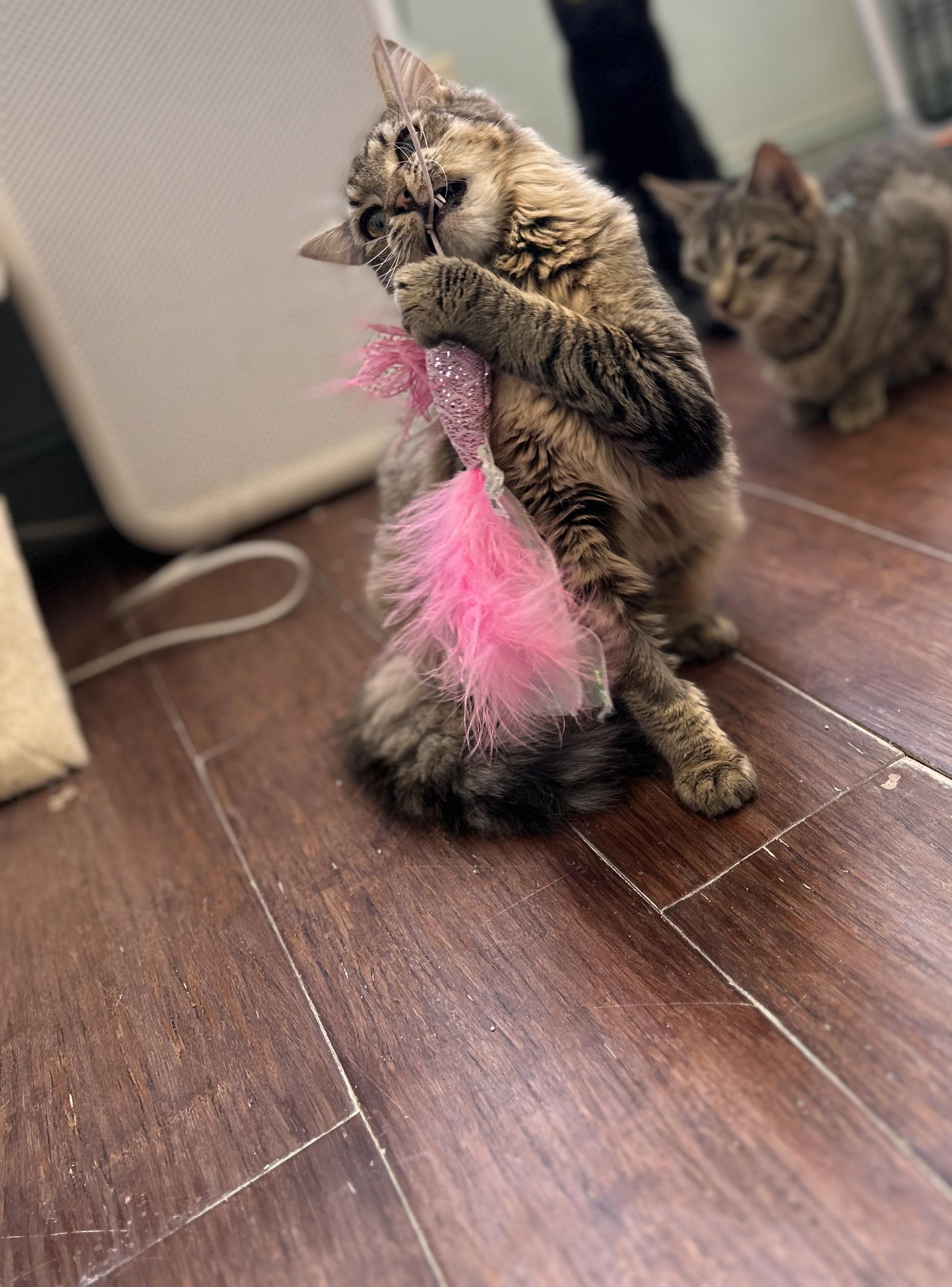 Twizzle, a ADOPTABLE Domestic Medium Hair in Orange, CA image 4/4