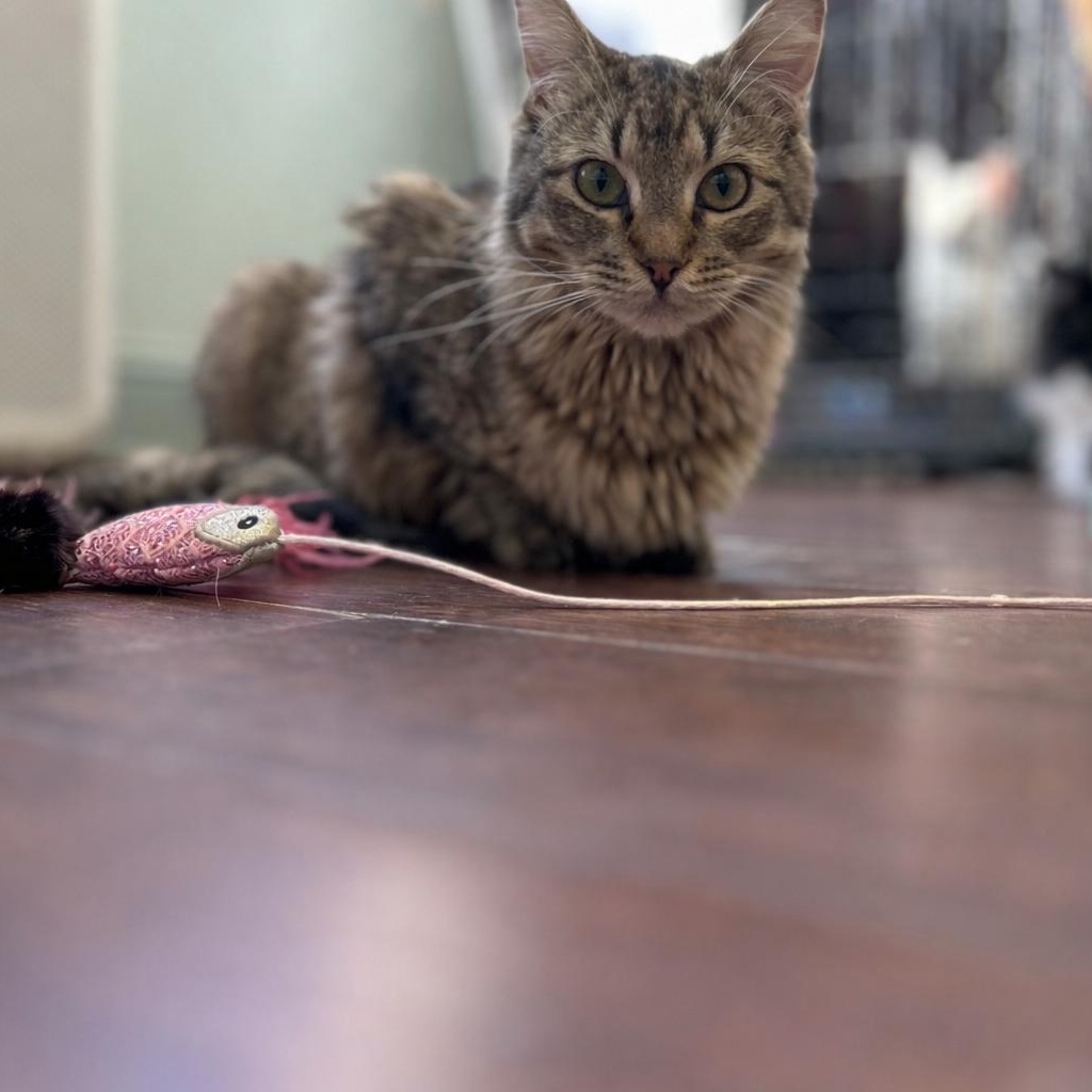 Twizzle, a ADOPTABLE Domestic Medium Hair in Orange, CA image 2/4
