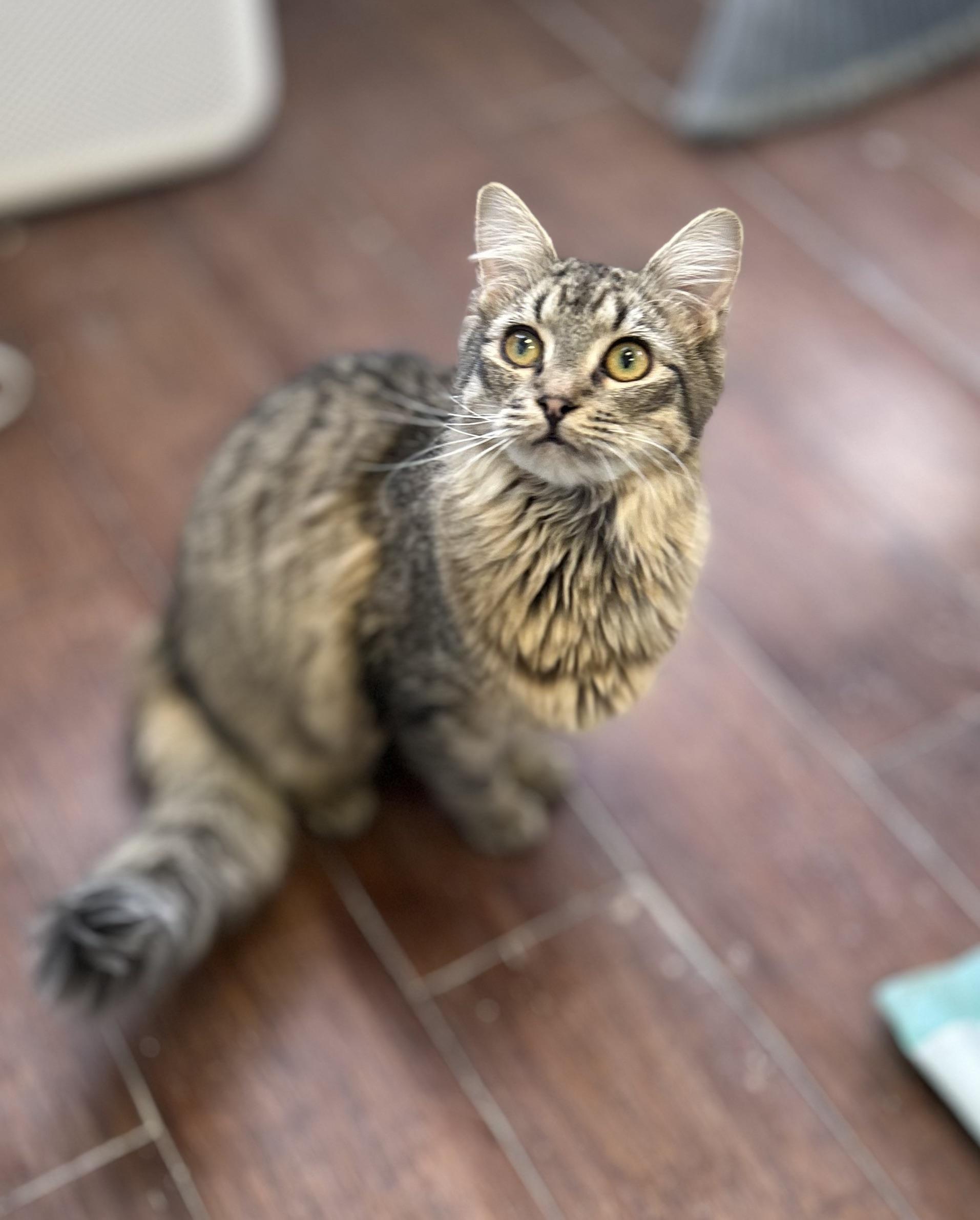 Twizzle, a ADOPTABLE Domestic Medium Hair in Orange, CA image 1/4