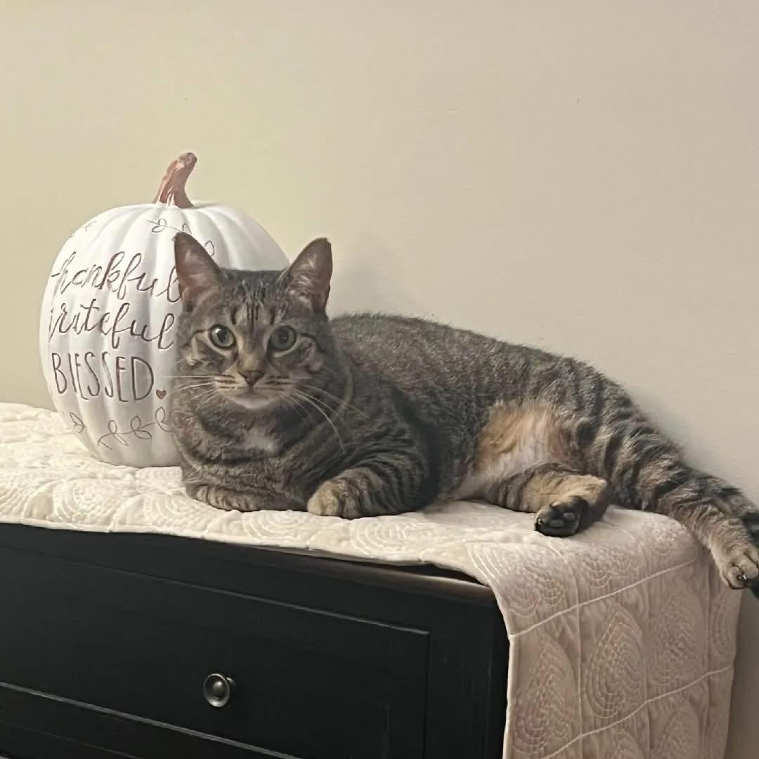 Enlarge Alma, a Adoptable Domestic Short Hair in Bridgewater, NJ image 4/4